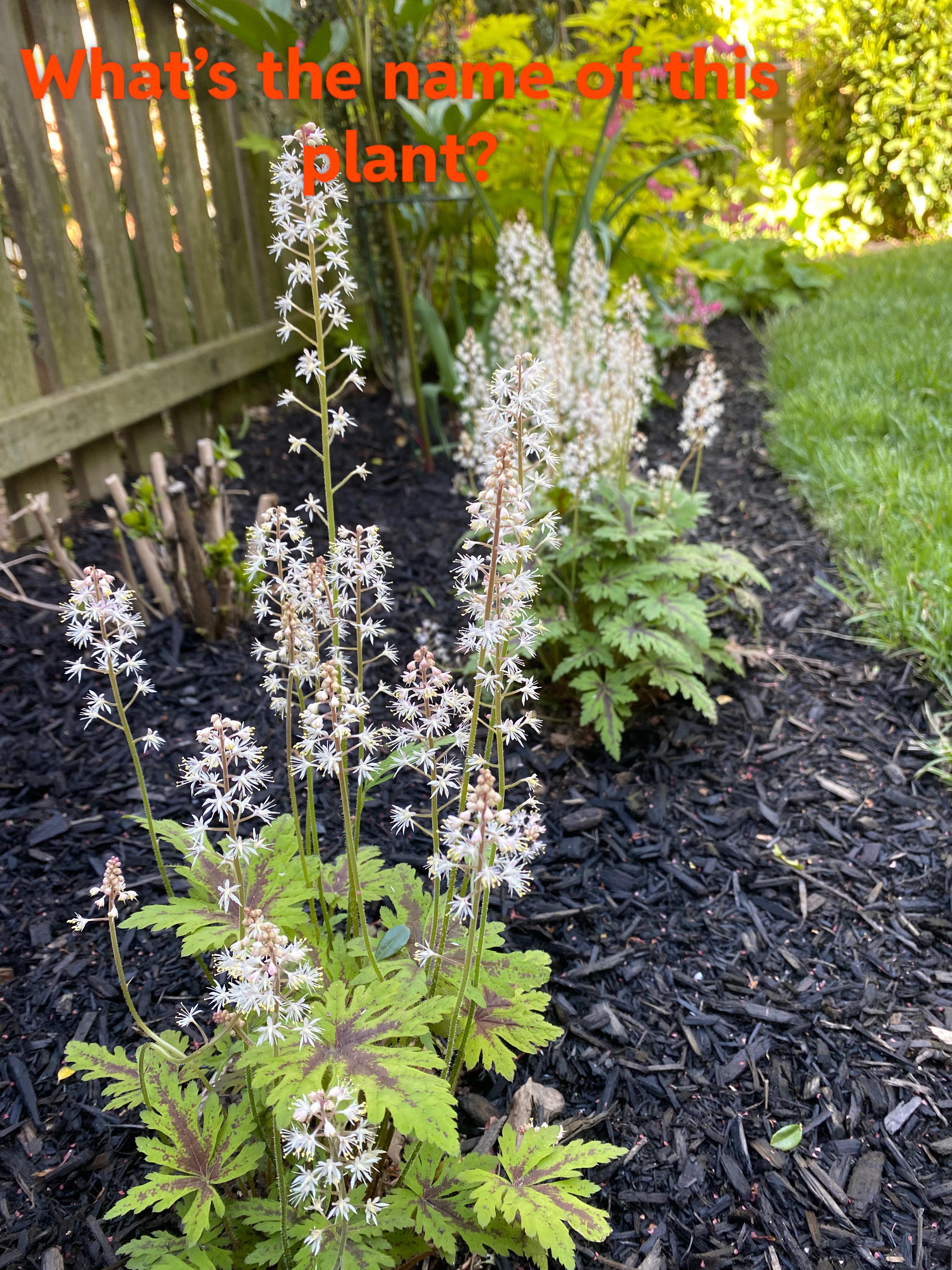 What is this plant called? gardening