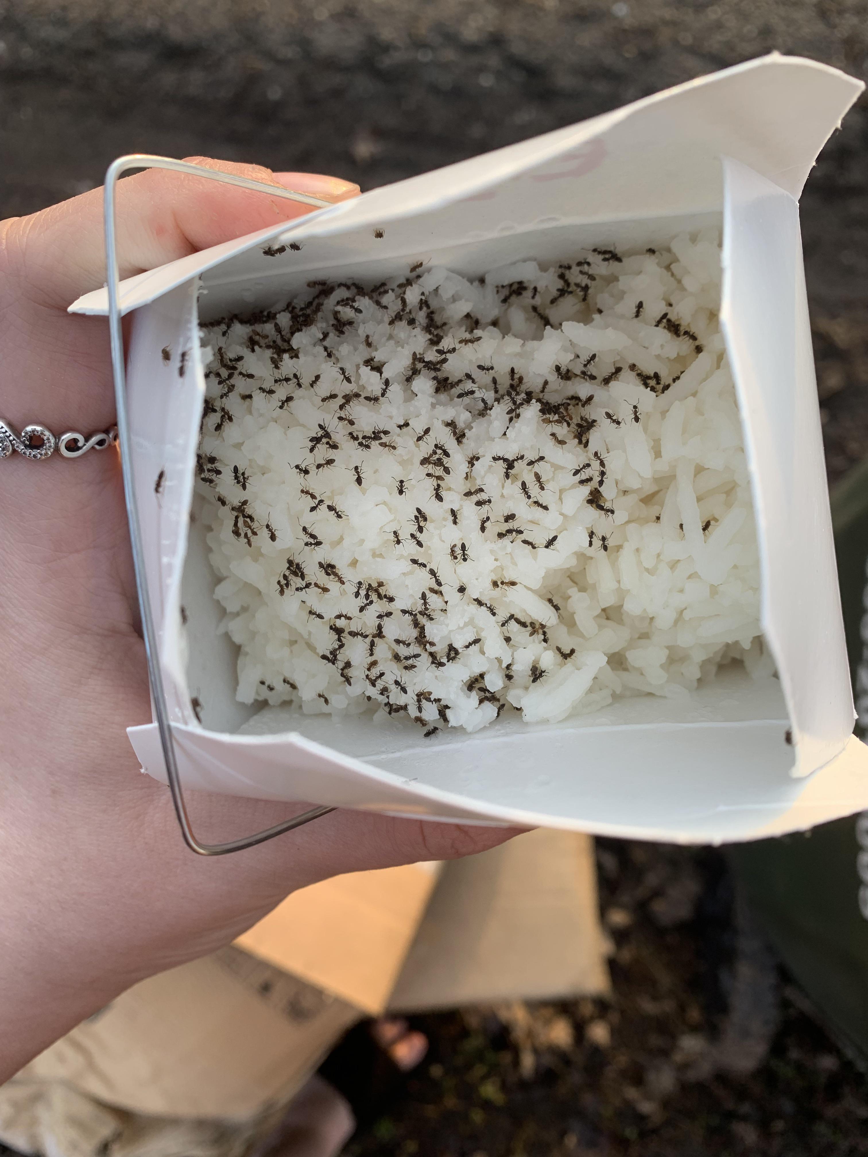 accidentally left my rice out last night, extra protein??? r/badfoodporn