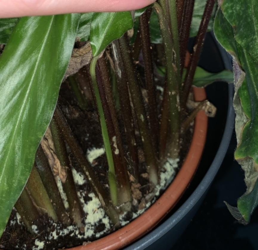 Is this fungus and will it go away on its own if I let the soil dry out