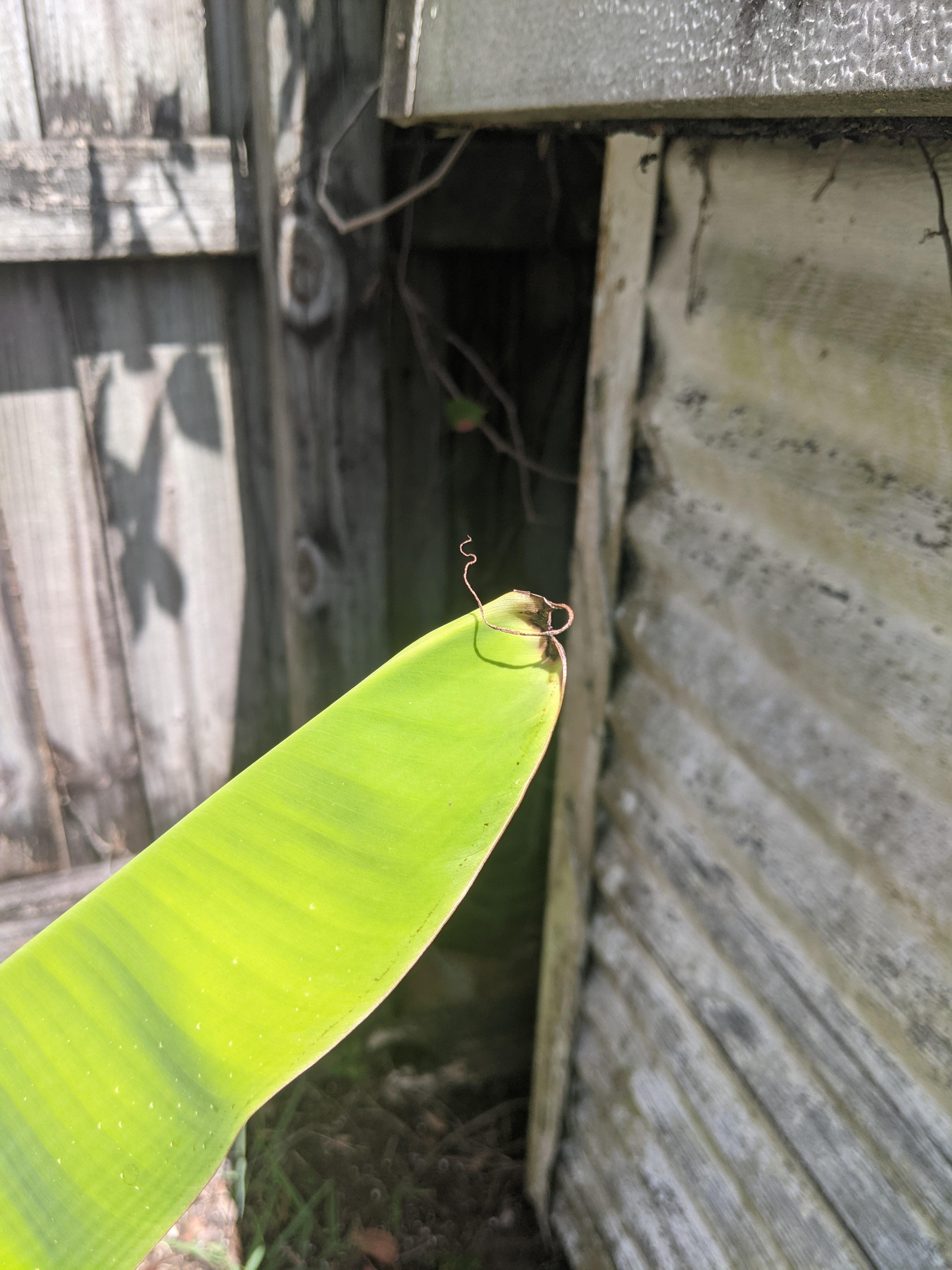 Potted banana tree, zone 9b. Is this from too much water? Or lack of
