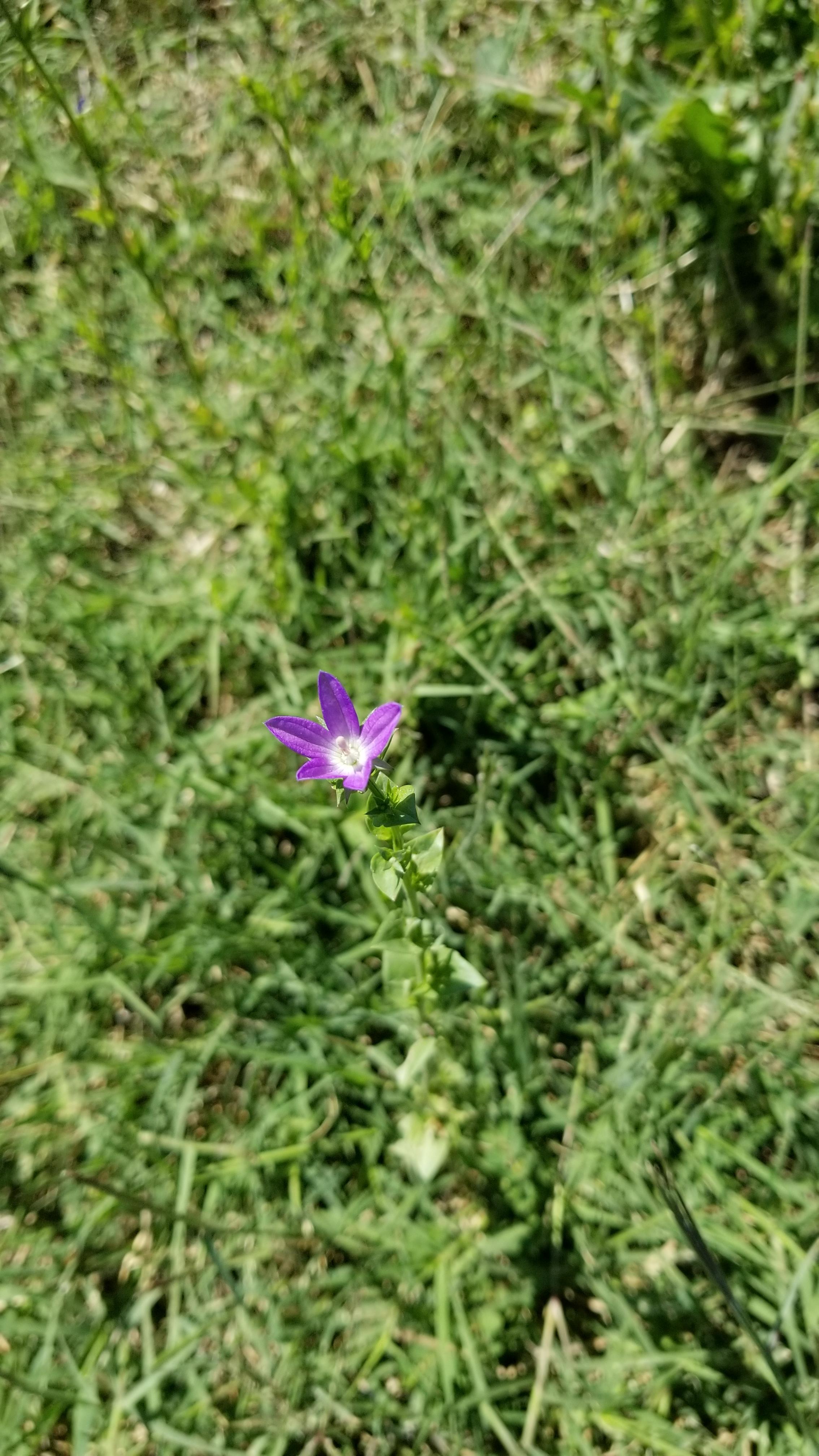 Single stem grows straight up with a little purple flower? South Texas