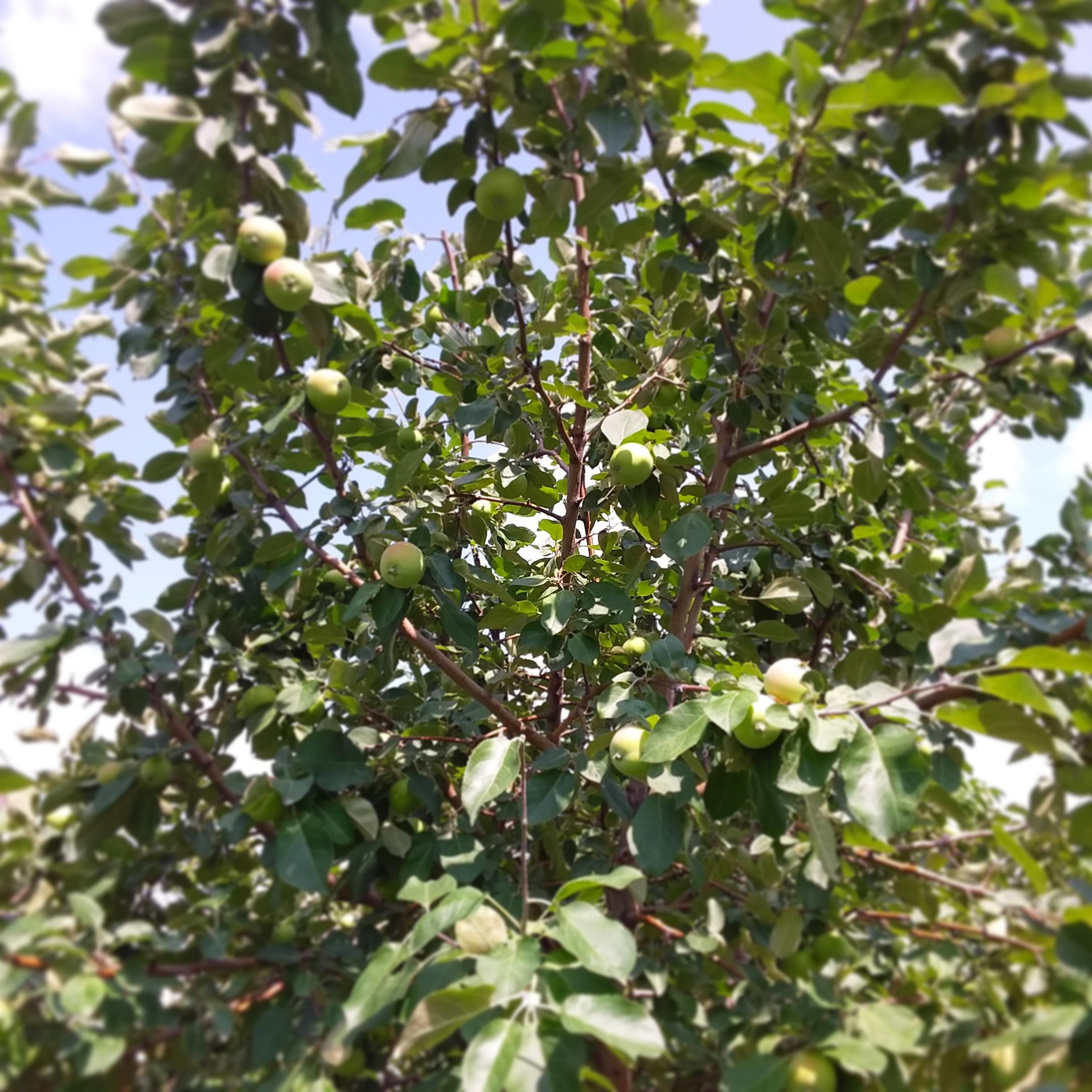 Looks like it is going to be another good year for apples. (Zone 3A