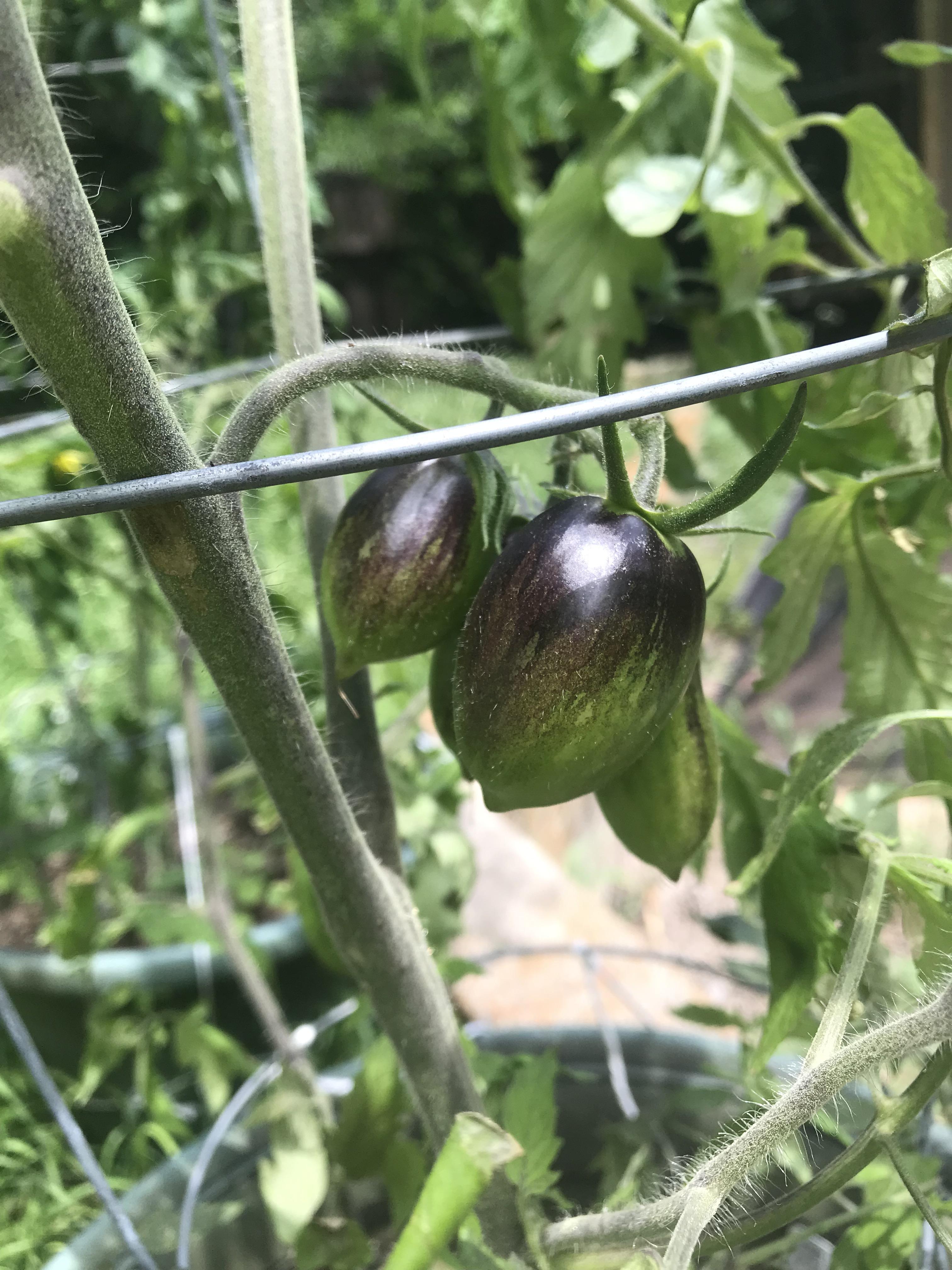 My “brads atomic tomato”, thing grows like a weed and has put out more