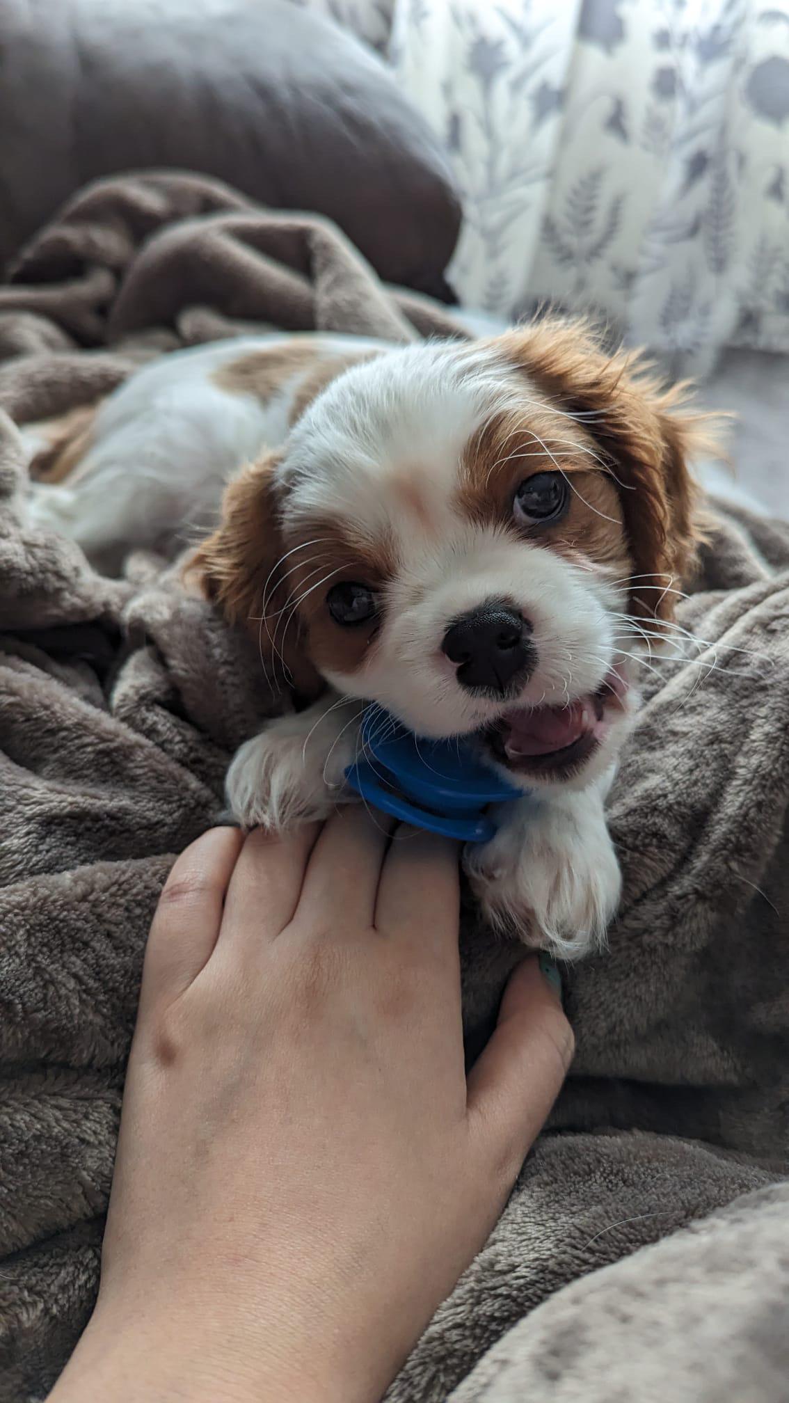 My 10 weeks old puppy recently got diagnosed with grade 2 heart murmur