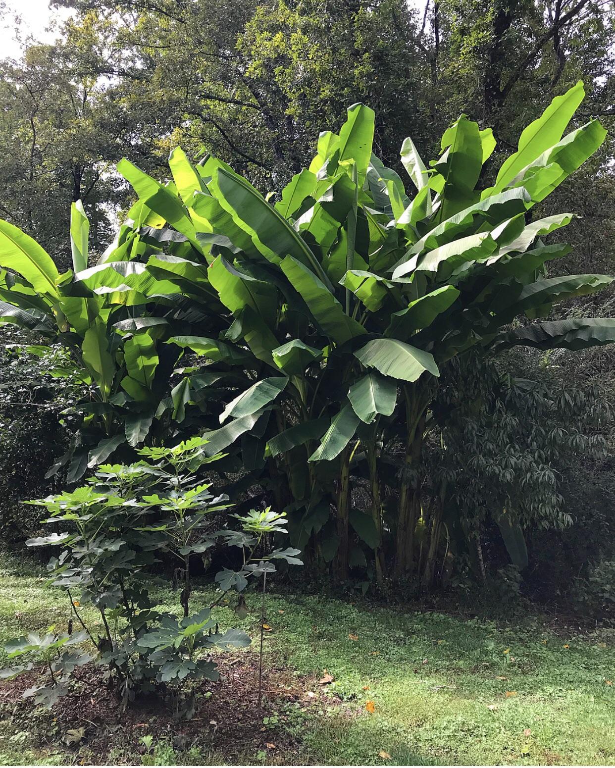My moms banana trees before the cold arrives in NC! r/gardening