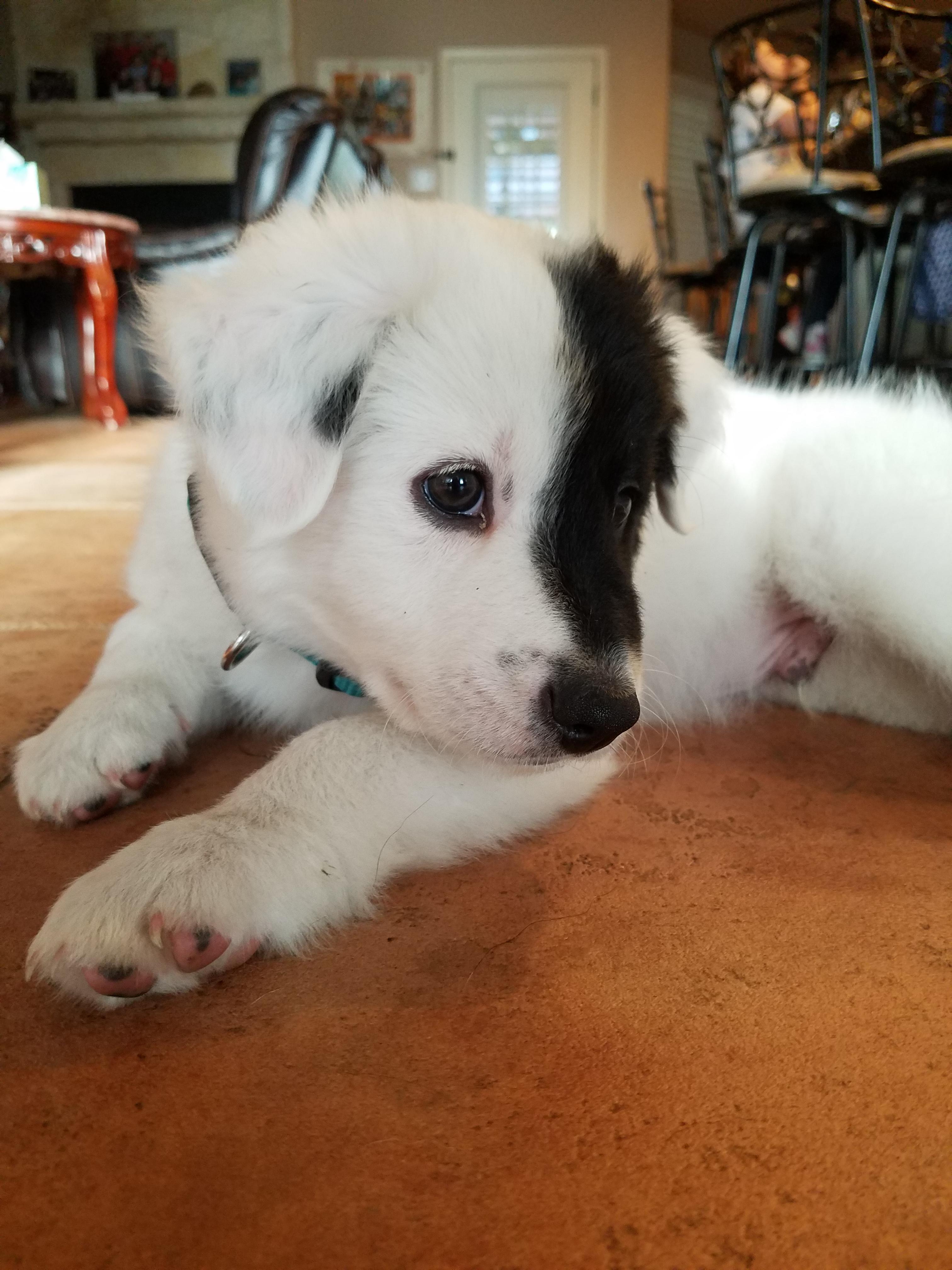 Great Pyrenees Border Collie Australian Shepherd Mix