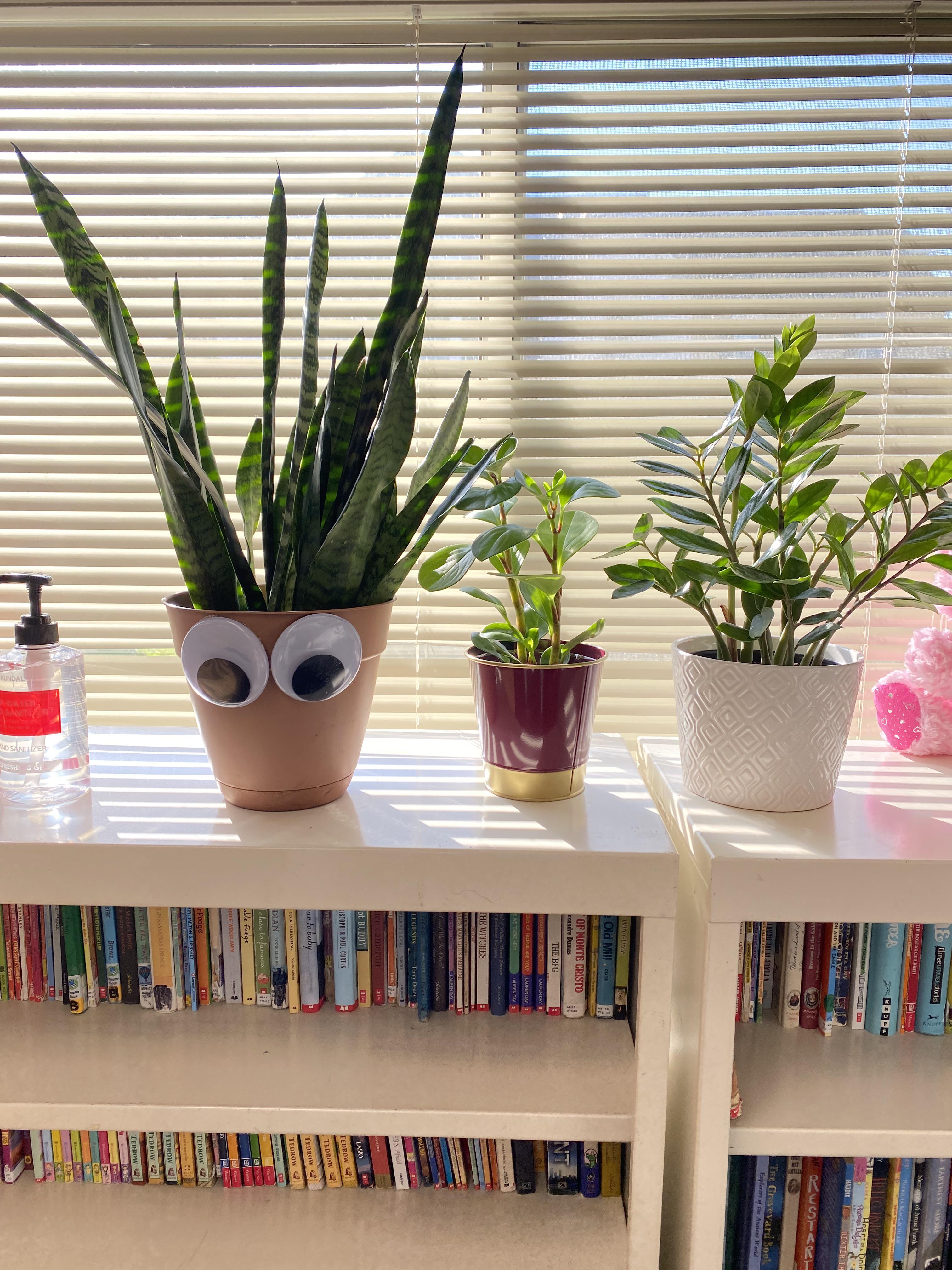 Here are my classroom plants! I teach 4th grade and I have my students