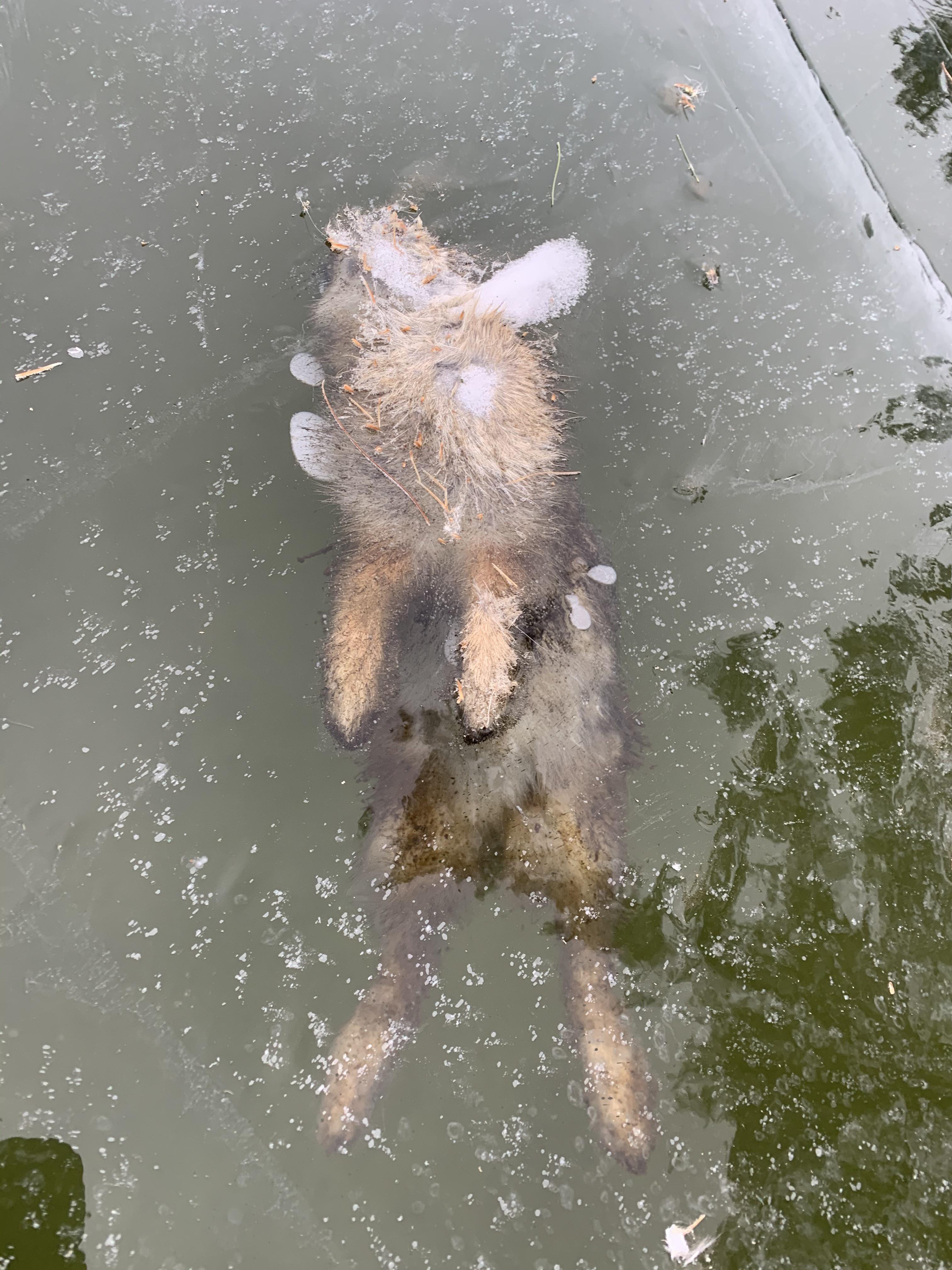 RIP Rabbit. Frozen lake in WI. natureismetal