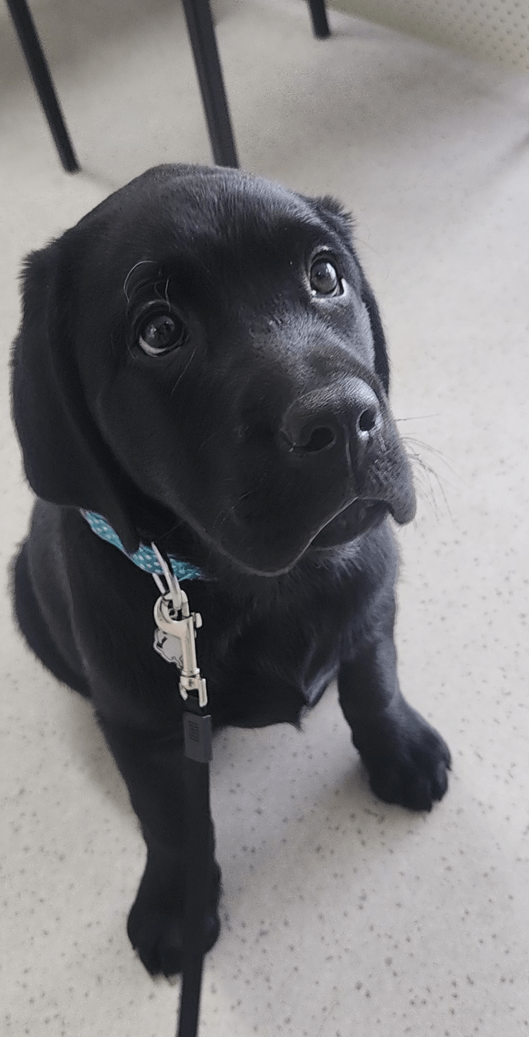 Baxter 🐶🩵 : r/aww