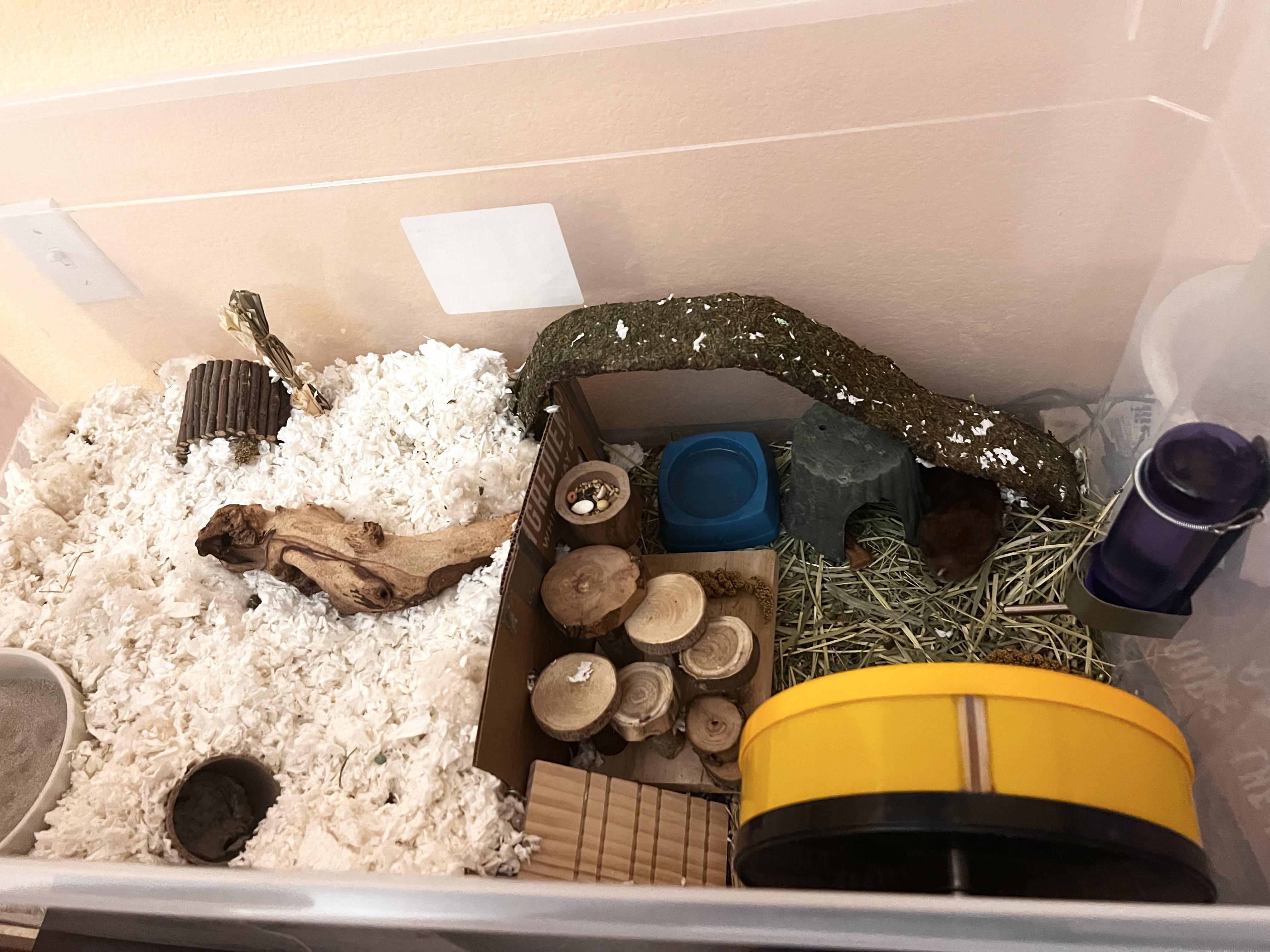 Updated bin cage for Deathstar. Deeper bedding for burrowing, multiple