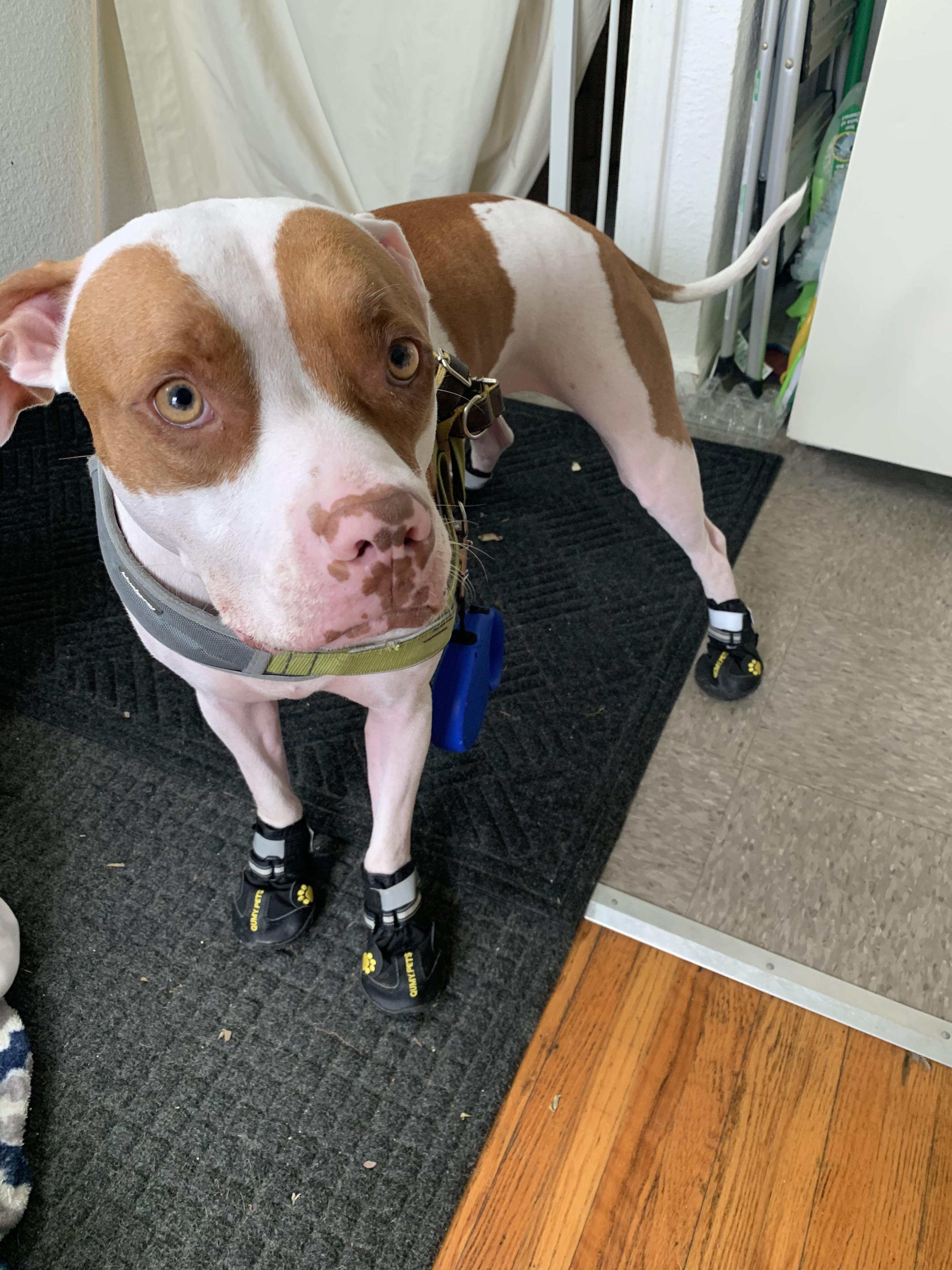 new shoes! r/pitbulls