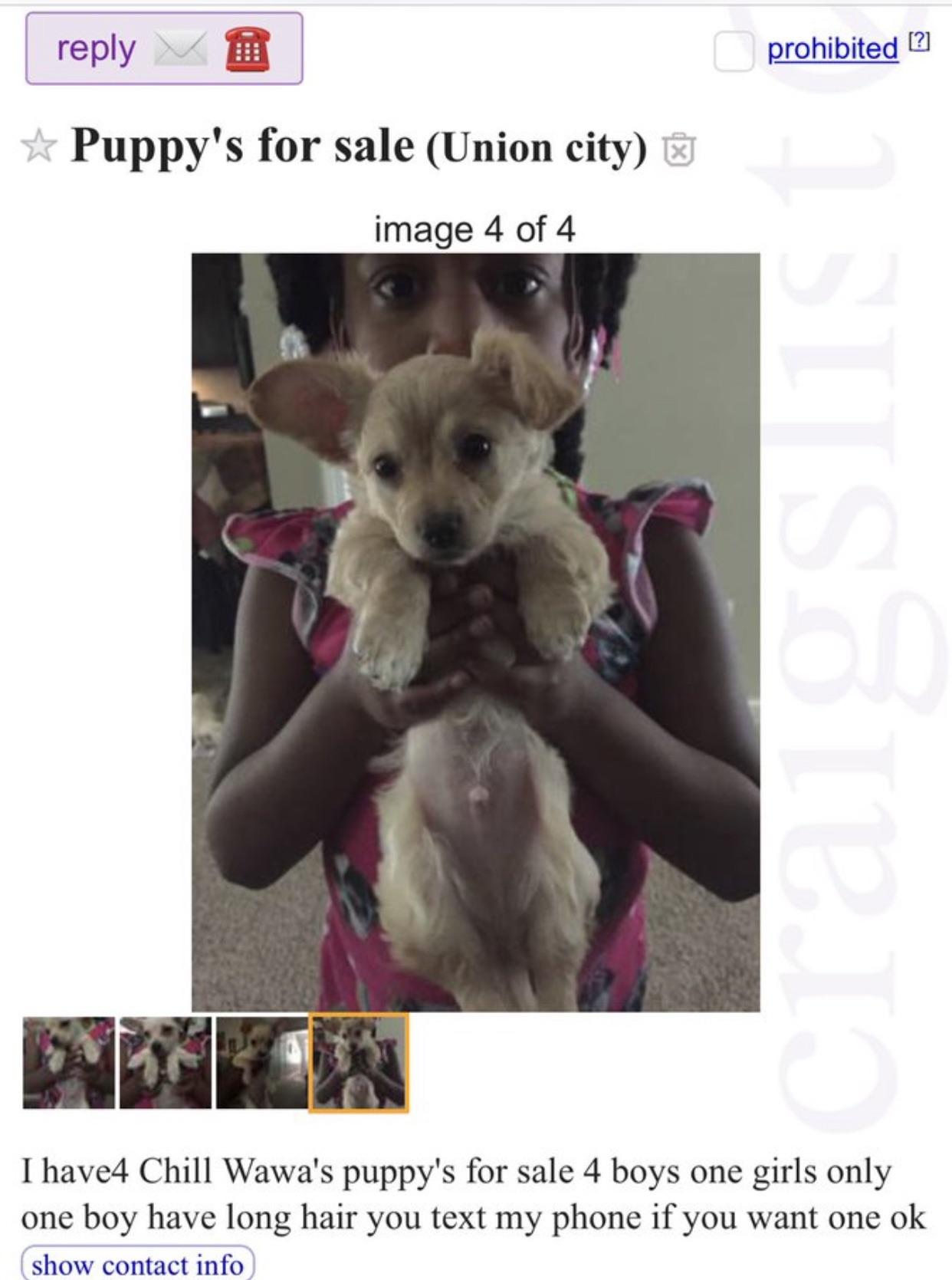 [legit] Chill Wawa puppies for sale r/BoneAppleTea