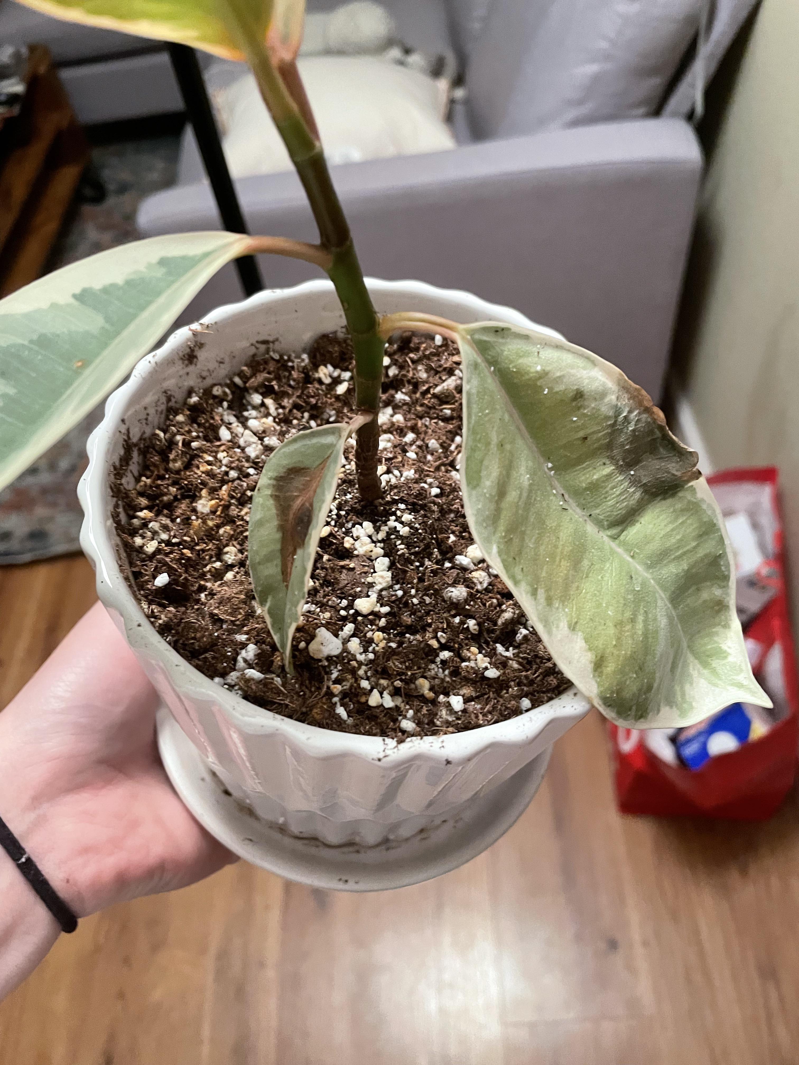 Are these spots on my rubber plant likely from a watering issue? r