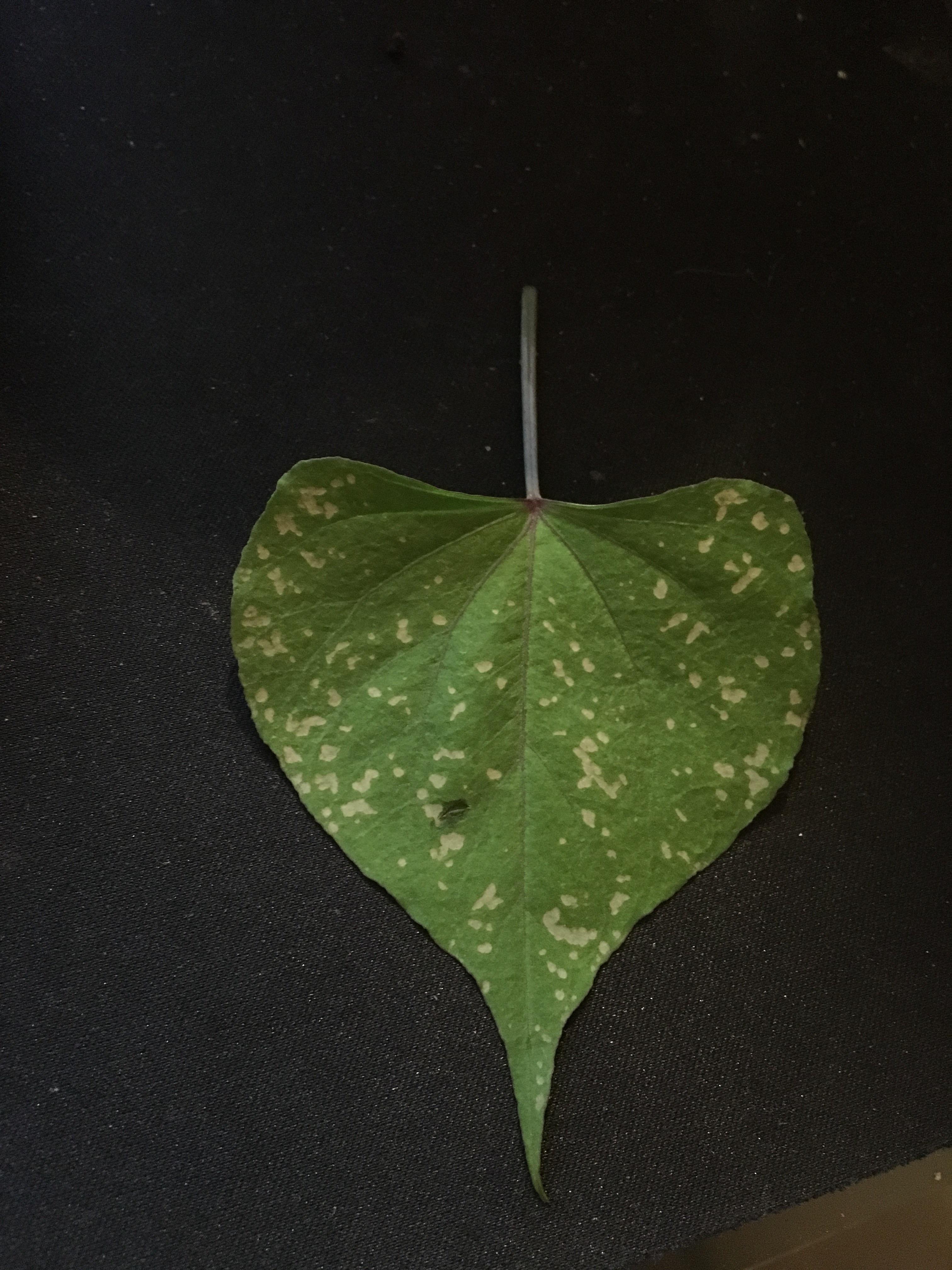 What could cause these white spots on leaves? r/Hydroponics
