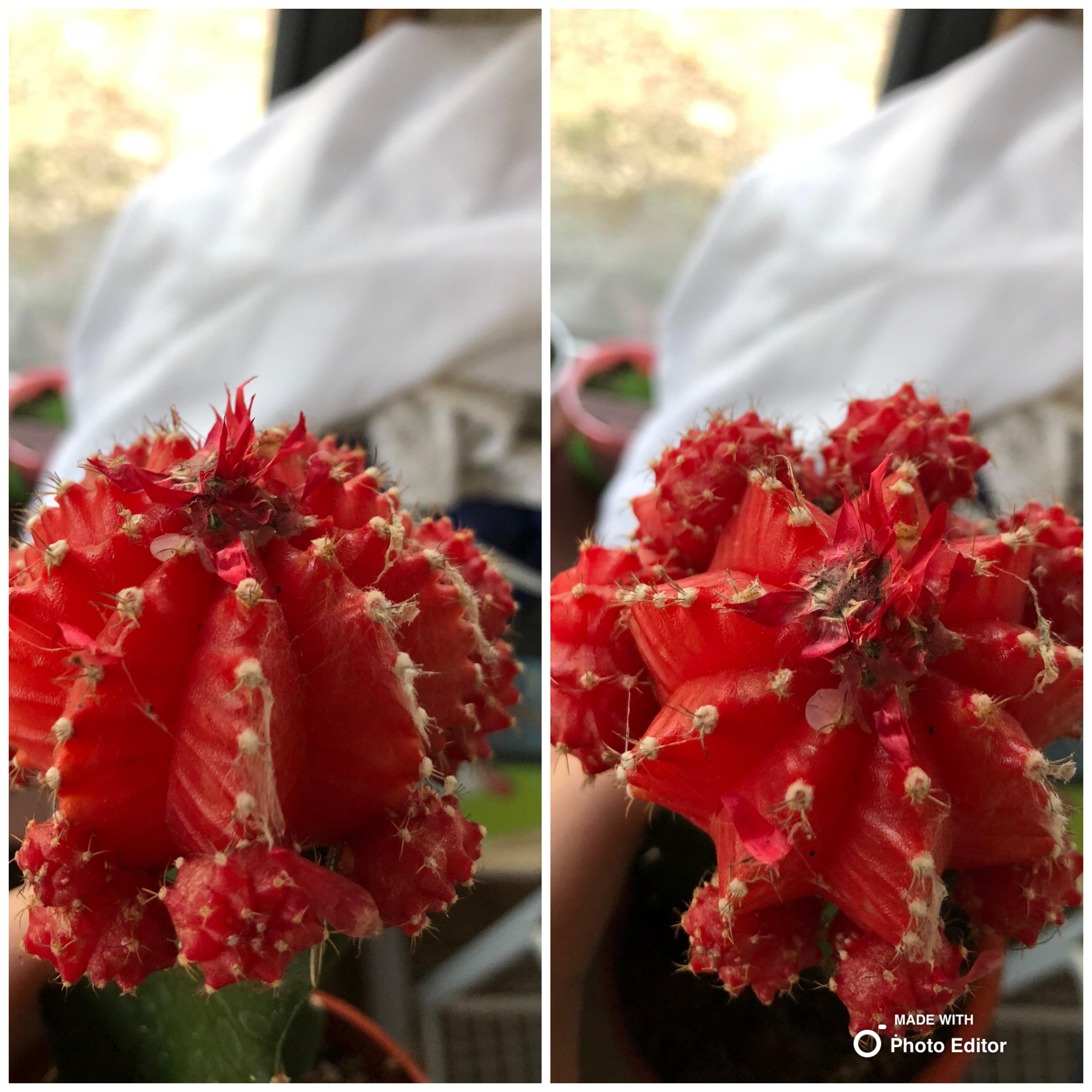 My cactus I got a week ago, Juanita had four fake flowers hot glued to