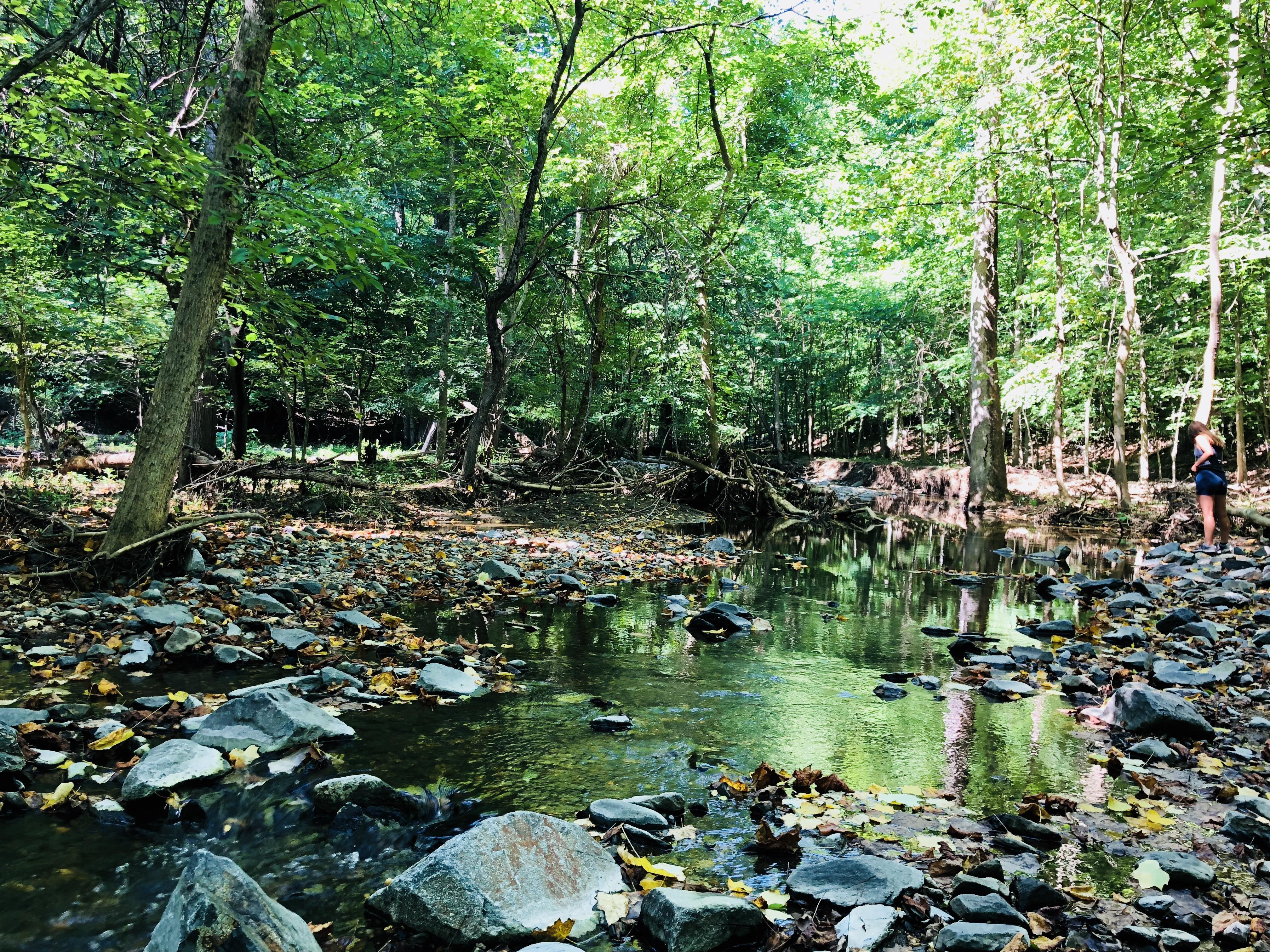 A lot of green in Patapsco Valley State Park r/Outdoors