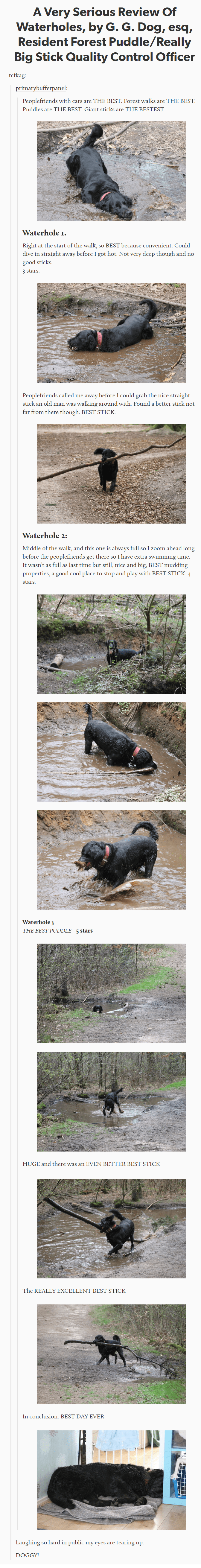 A very good dog with very good opinions r/MadeMeSmile