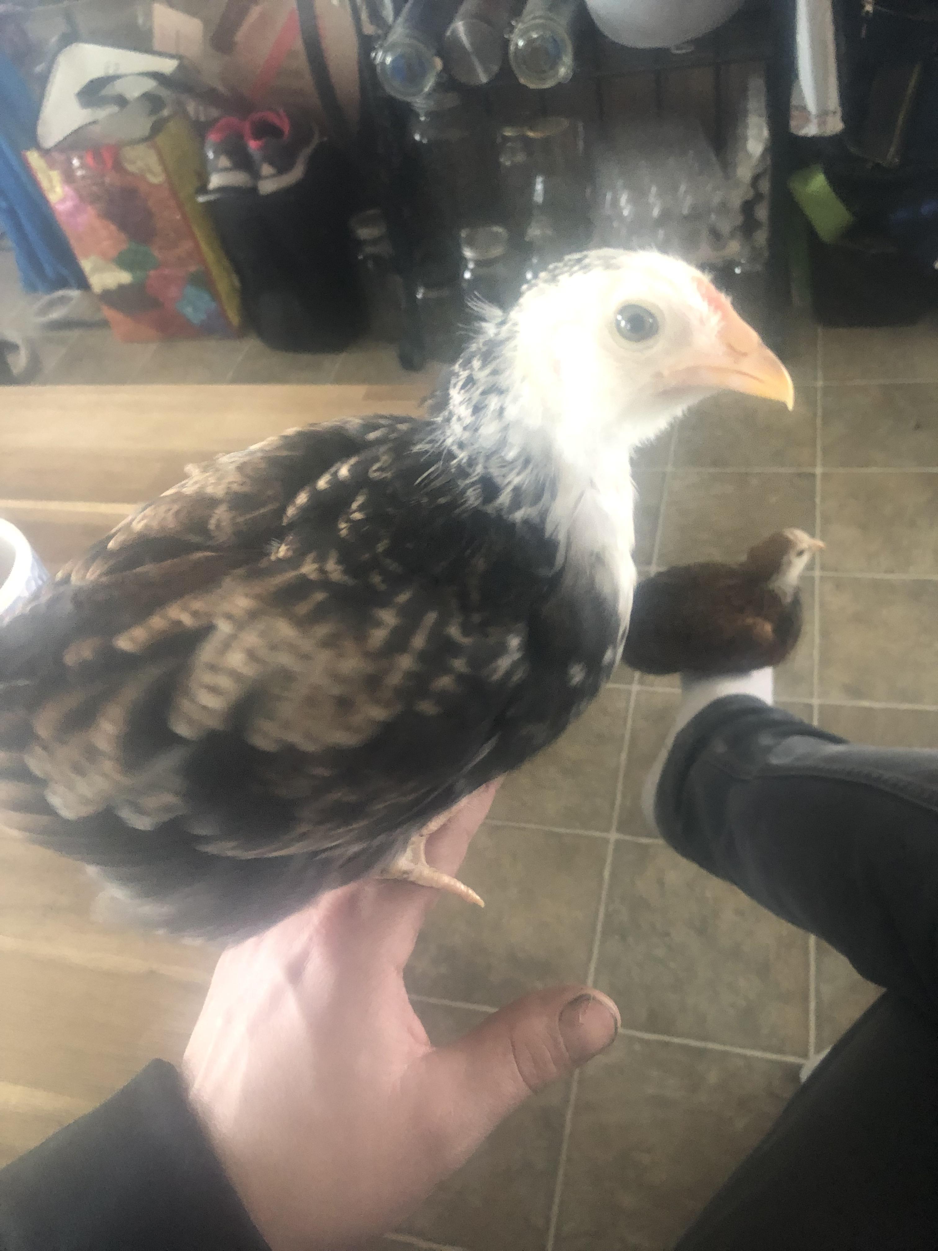 This chick looks like a bald eagle , very cool I’m naming it eagle eye