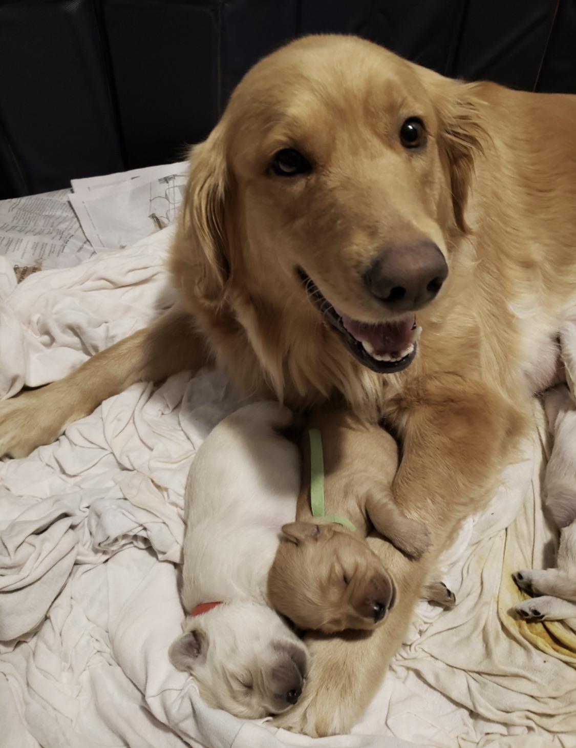 Mother dog MadeMeSmile