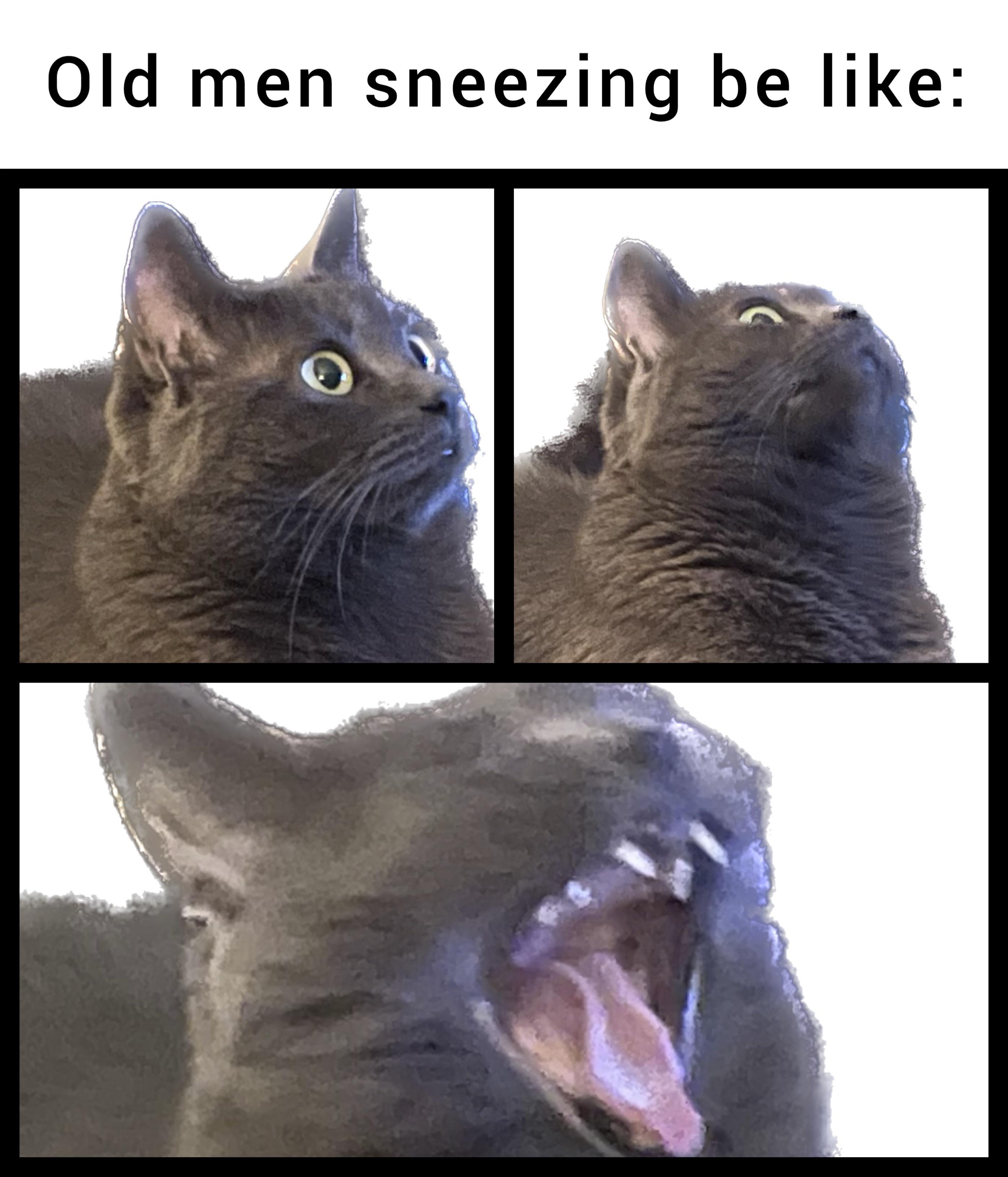 Cat_sneeze.jpg r/memes