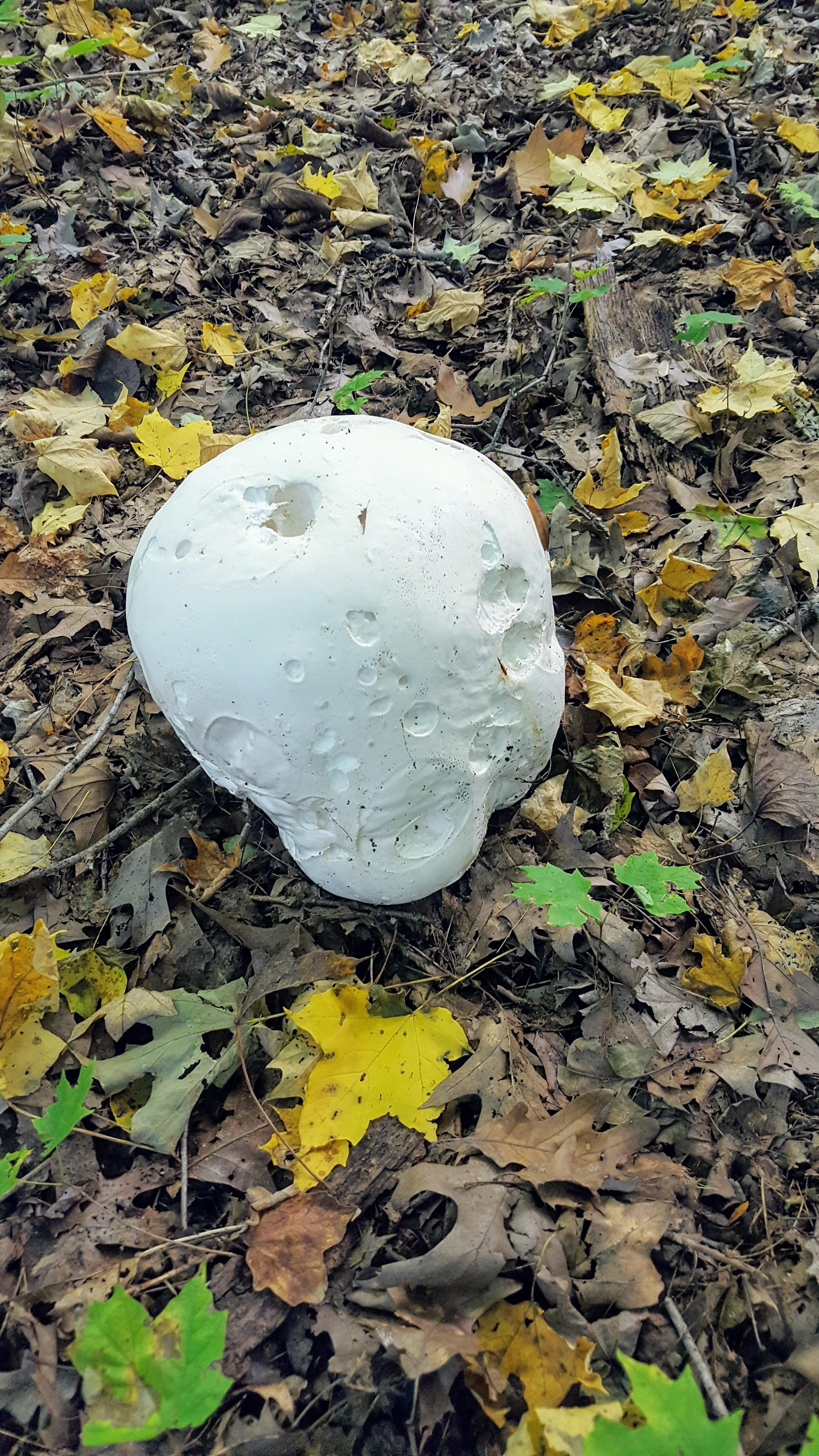 🔥 This is the most interesting Mushroom I’ve ever seen It’s called a