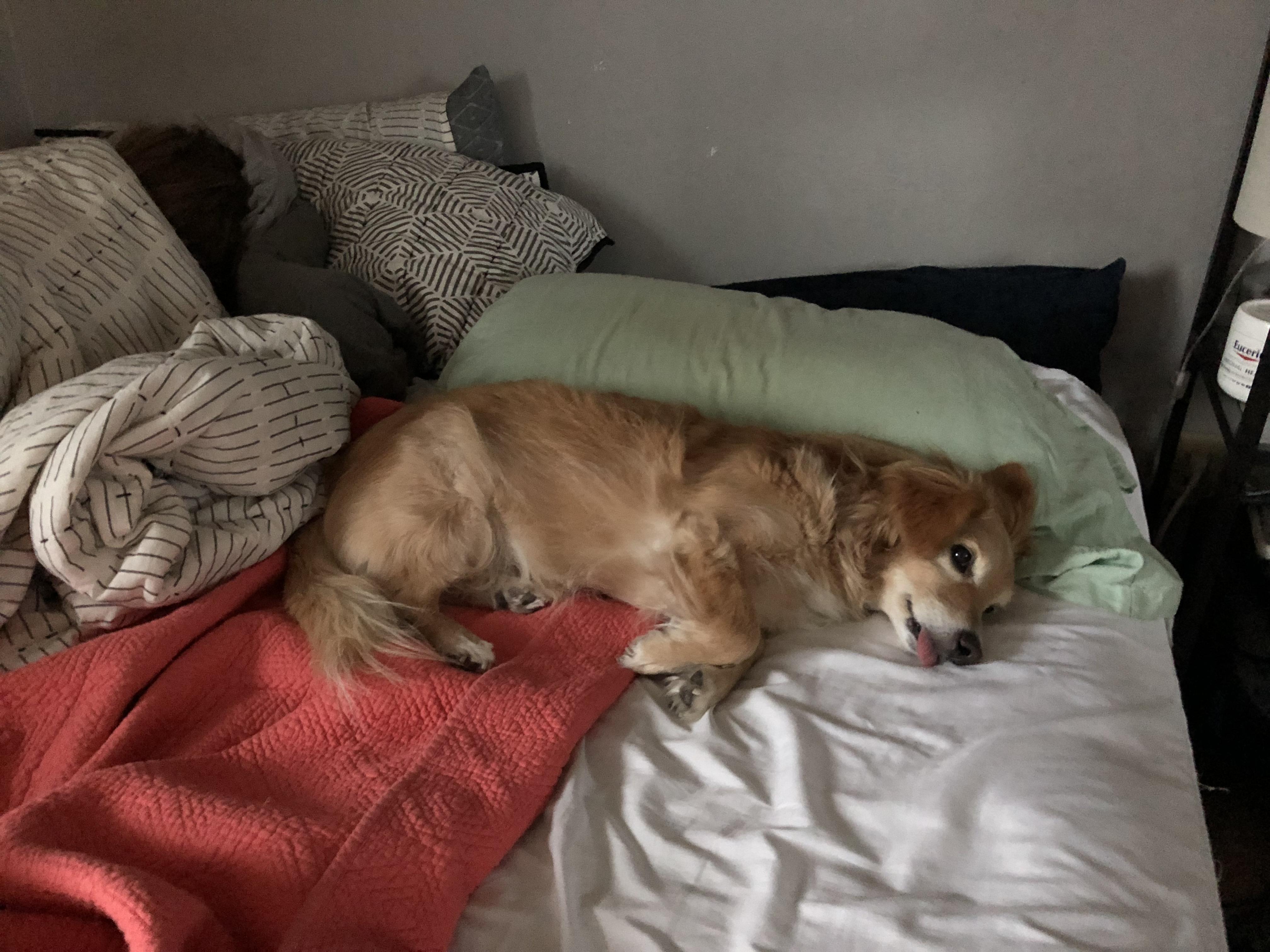 Every morning he steals my spot the instant I get out of bed. Every