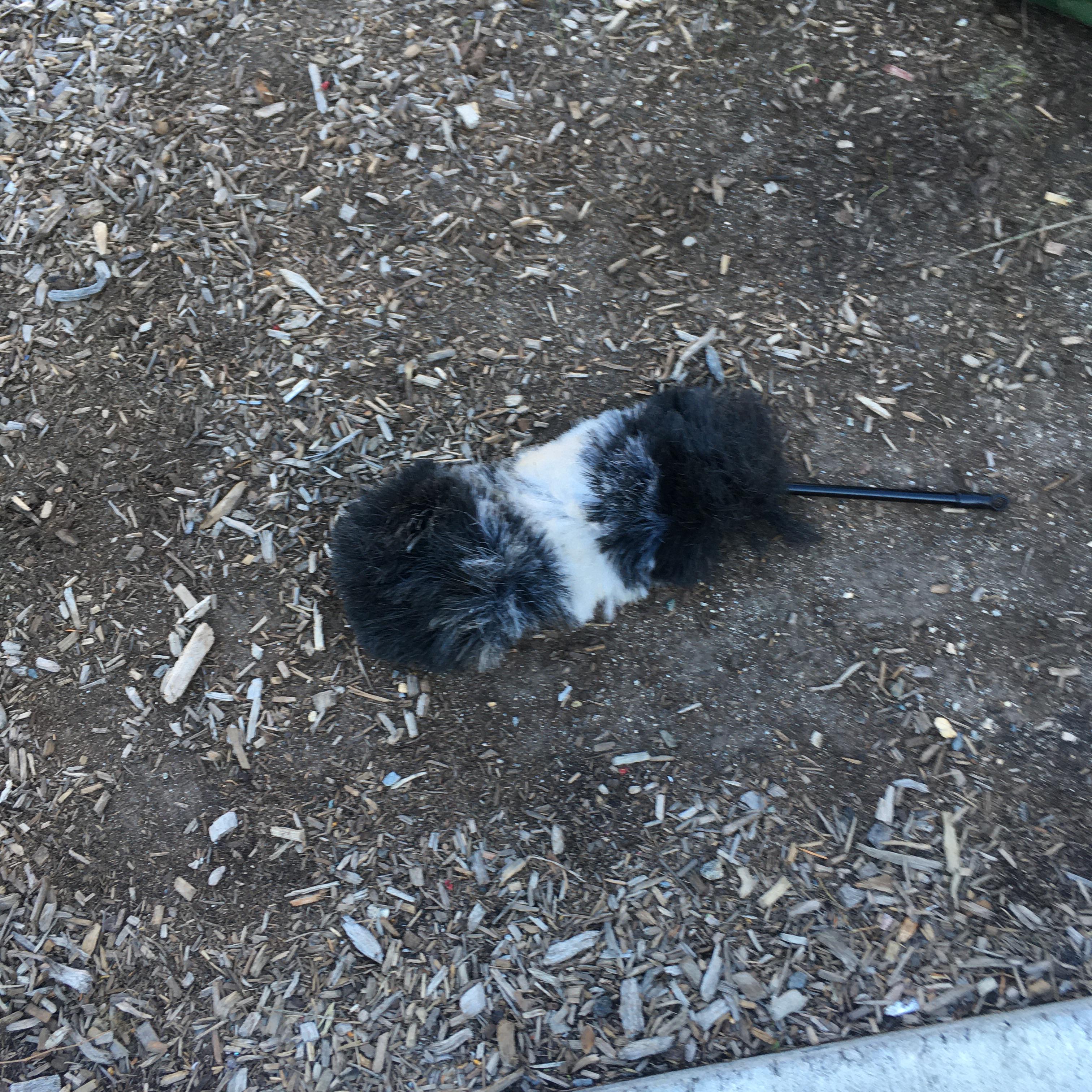 Dog found Mass Ave. near Porter Square boston