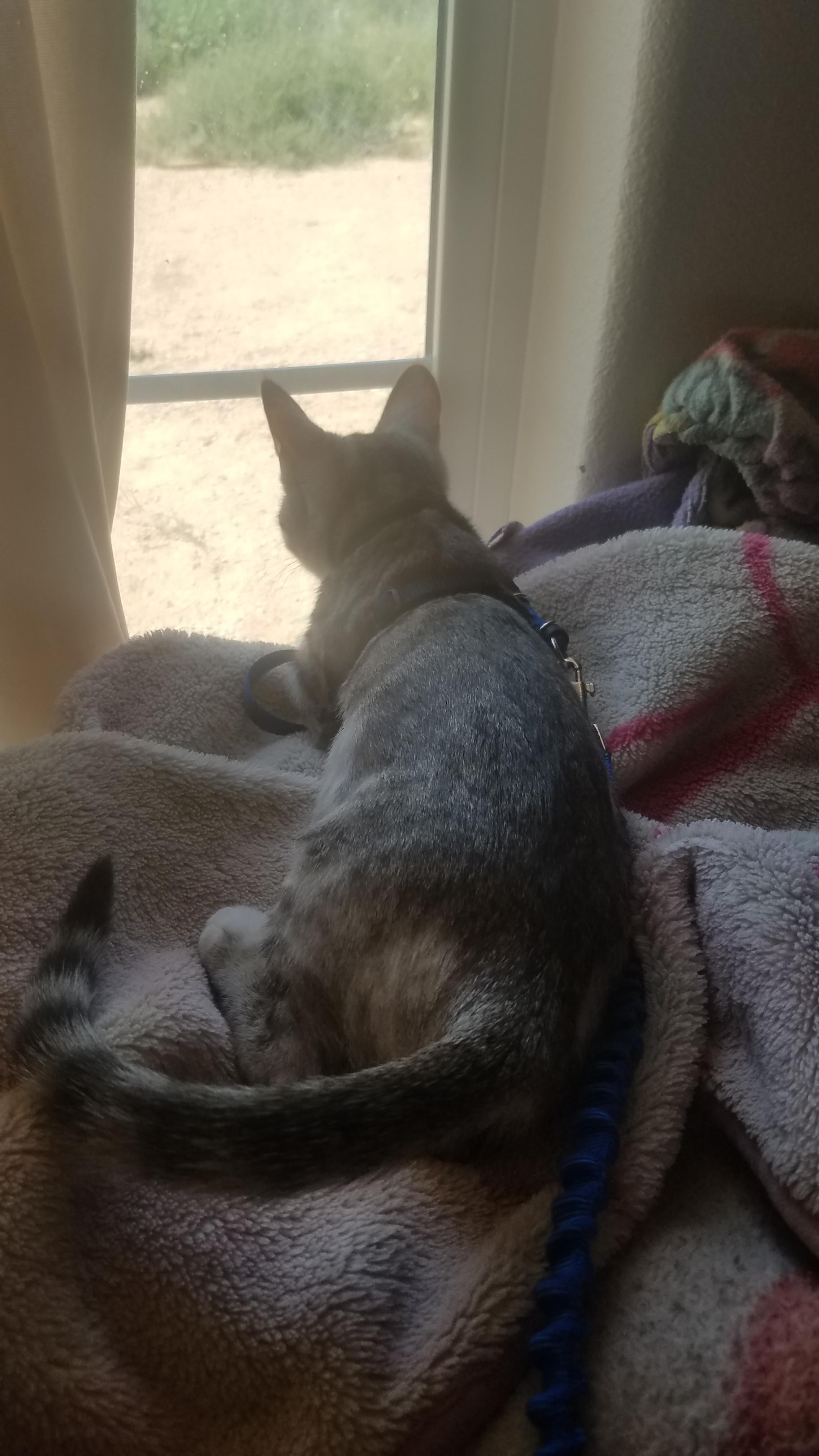 Tried to leash train my cat so she can go on walks and see the other