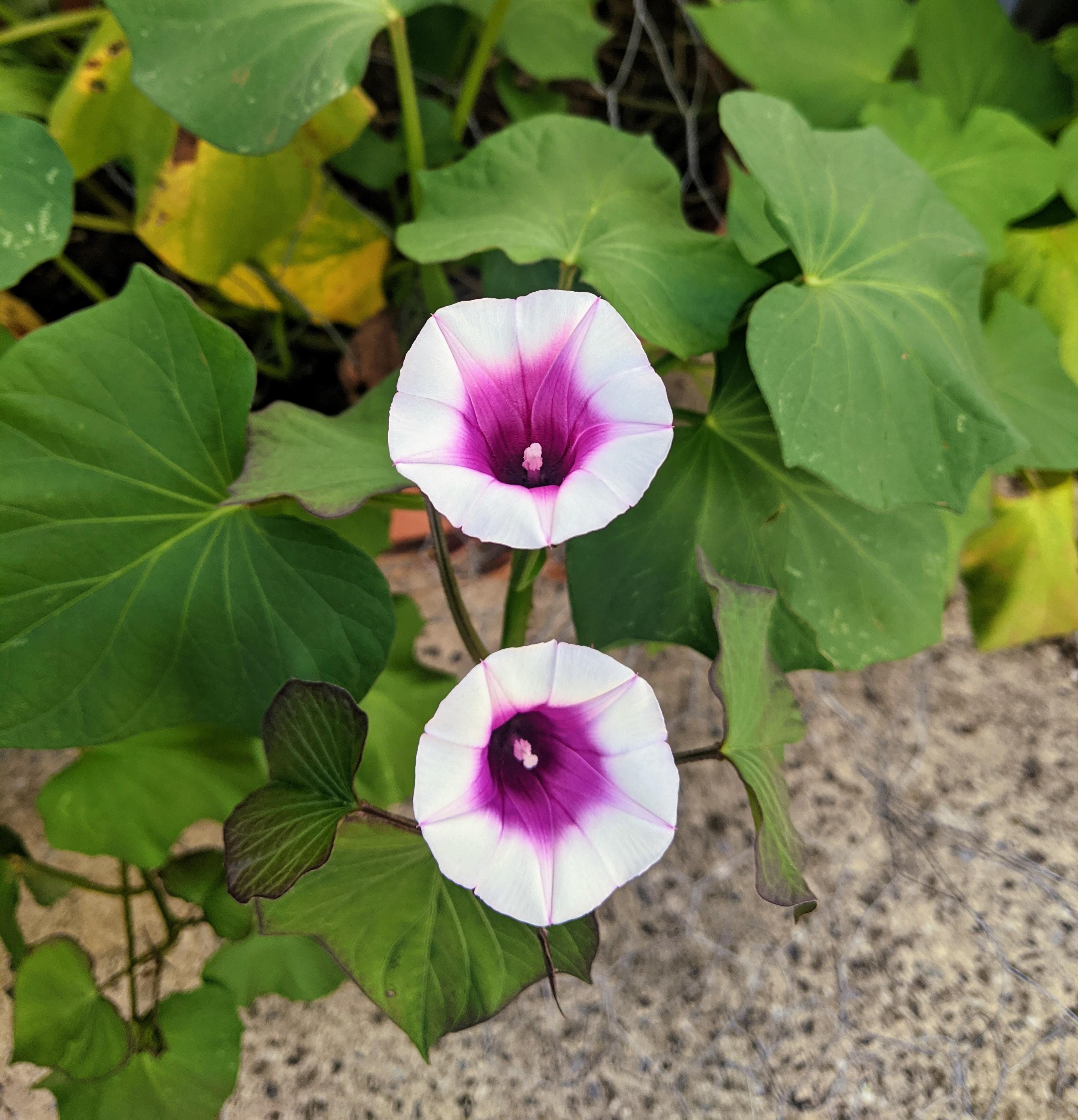 Korean sweet potato flowers! Fun fact they only last a day! r/gardening