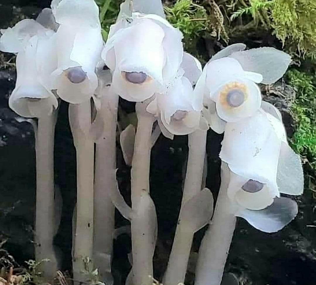 Plants that are not Autotroph (means selffeeding) will likely not to