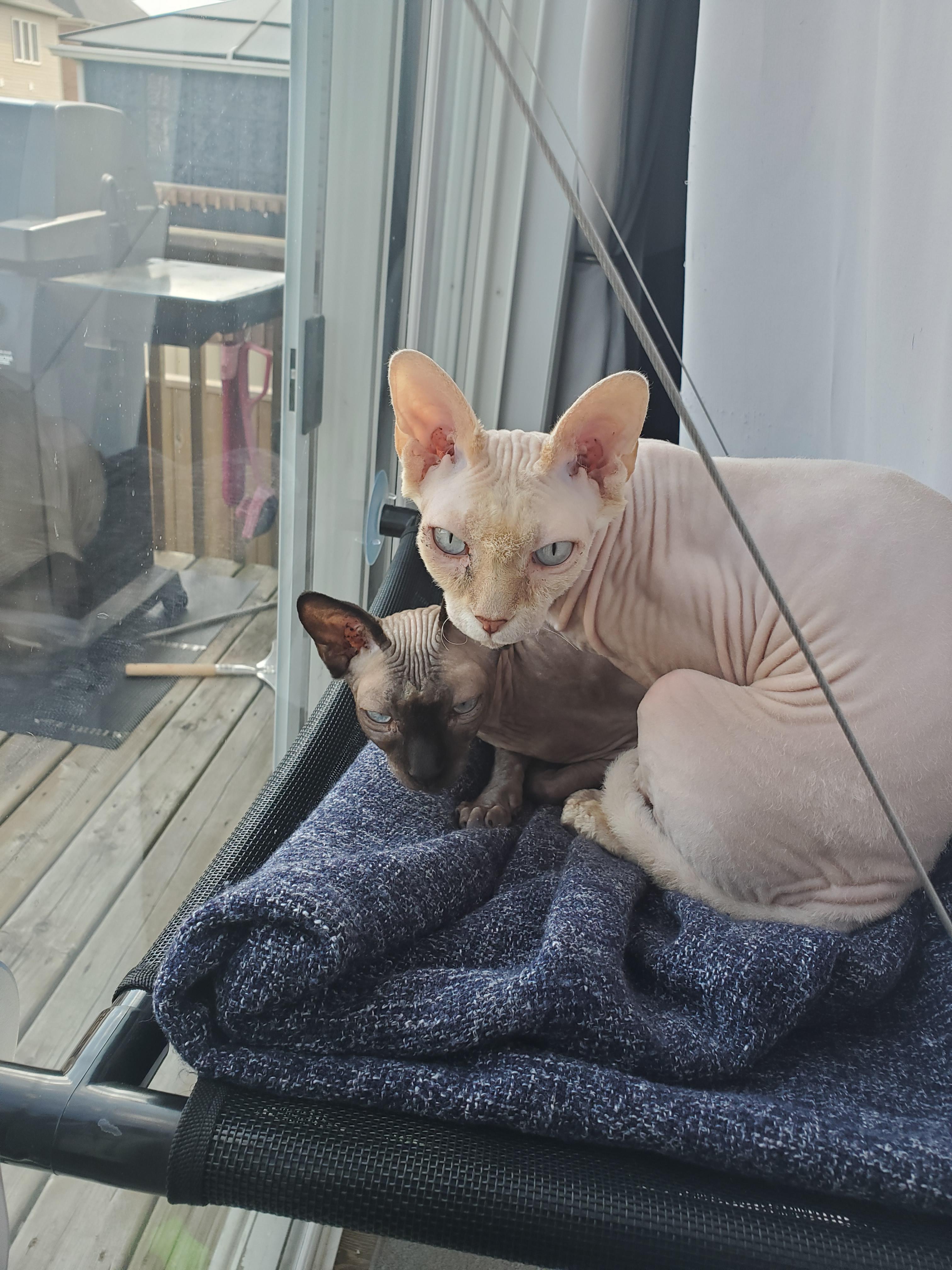 My 2 sphynx cats enjoying their new window perch.( yes they need a bath