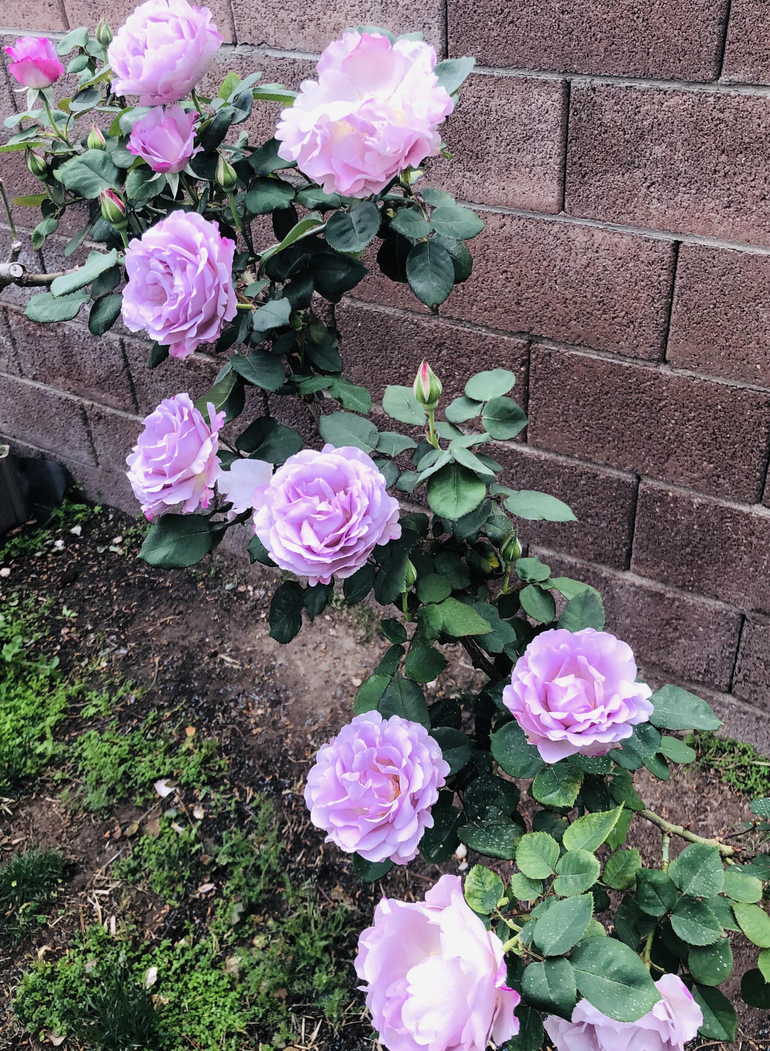 My angel face roses smell absolutely divine. They’re the strongest