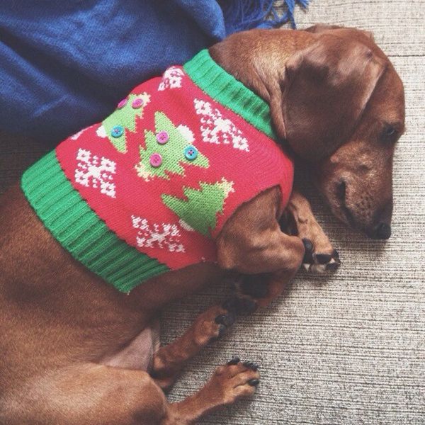 dachshund with christmas costume r/Dachshund