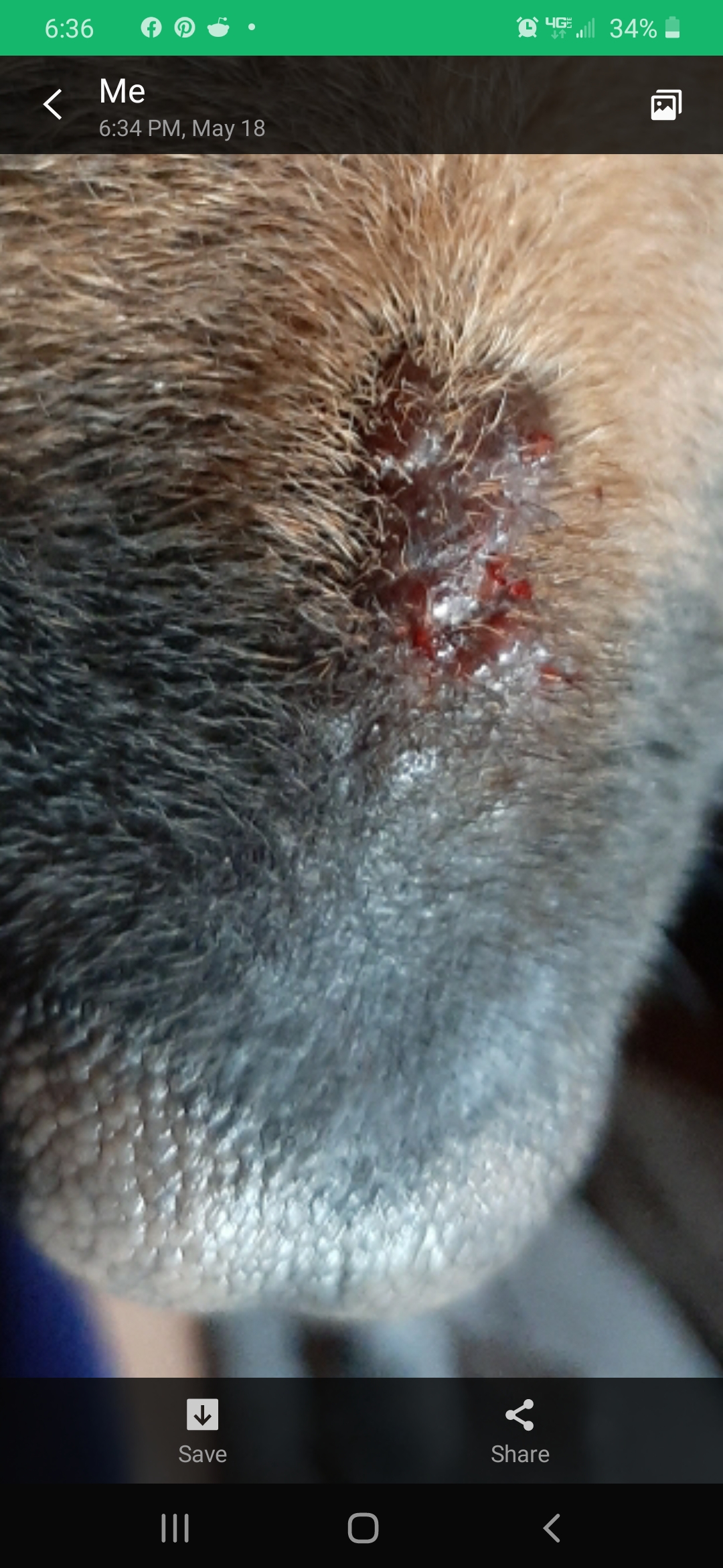 Same dog I posted about a few days ago. What the heck is this? A bug