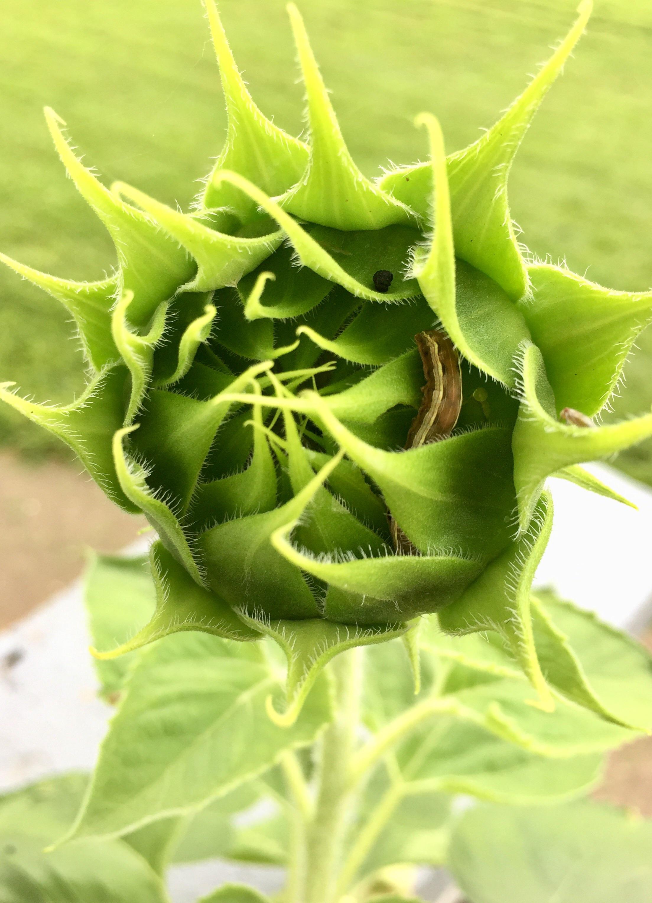 I found an adorable intruder! I said, "Are you the one that's been