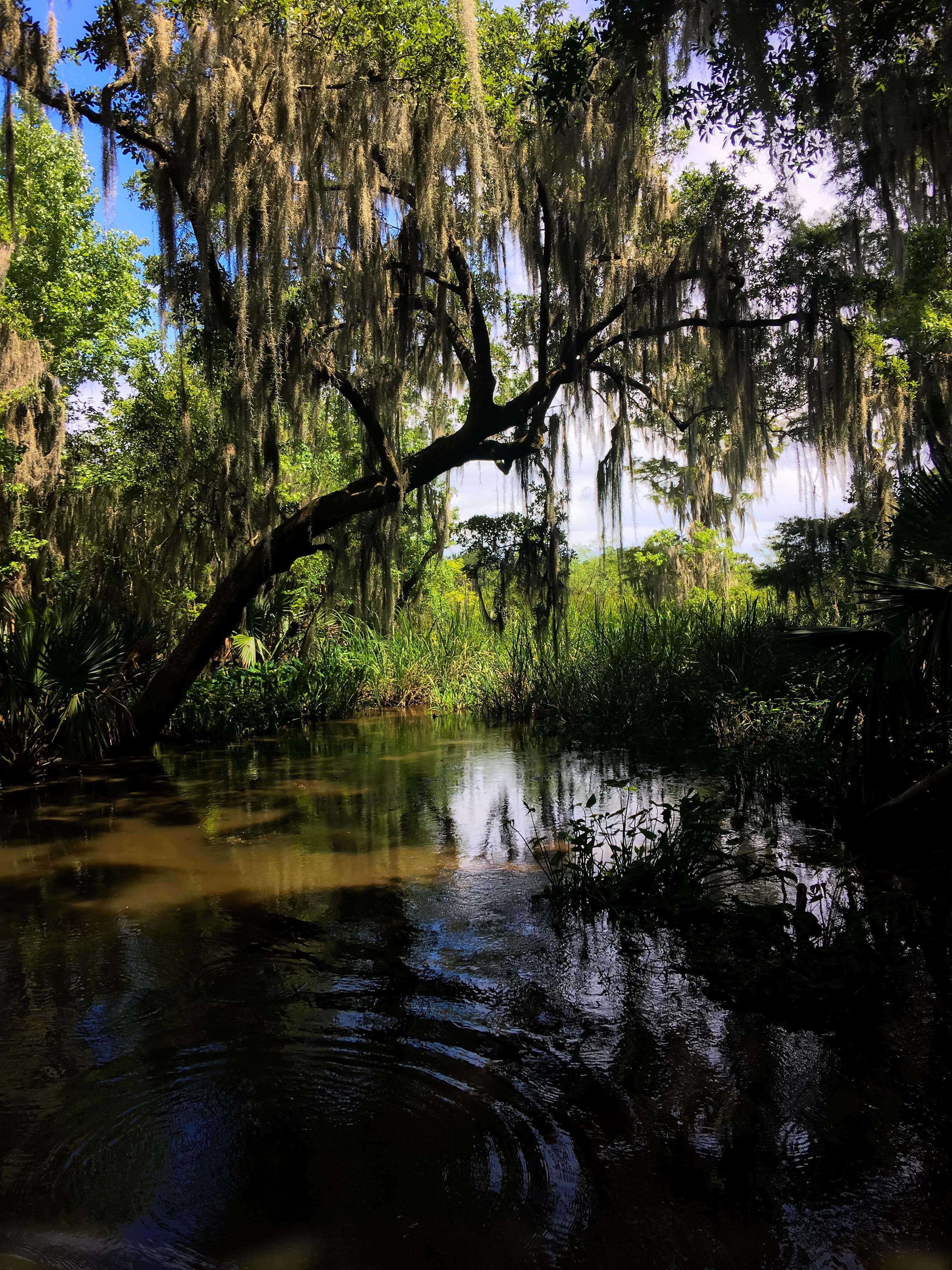 Louisiana marshlands (1920x1080) [OC] r/EarthPorn