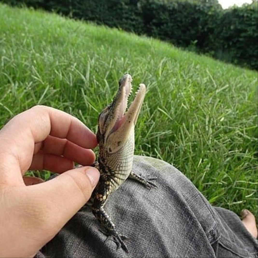 Baby crocodile enjoying his life r/aww