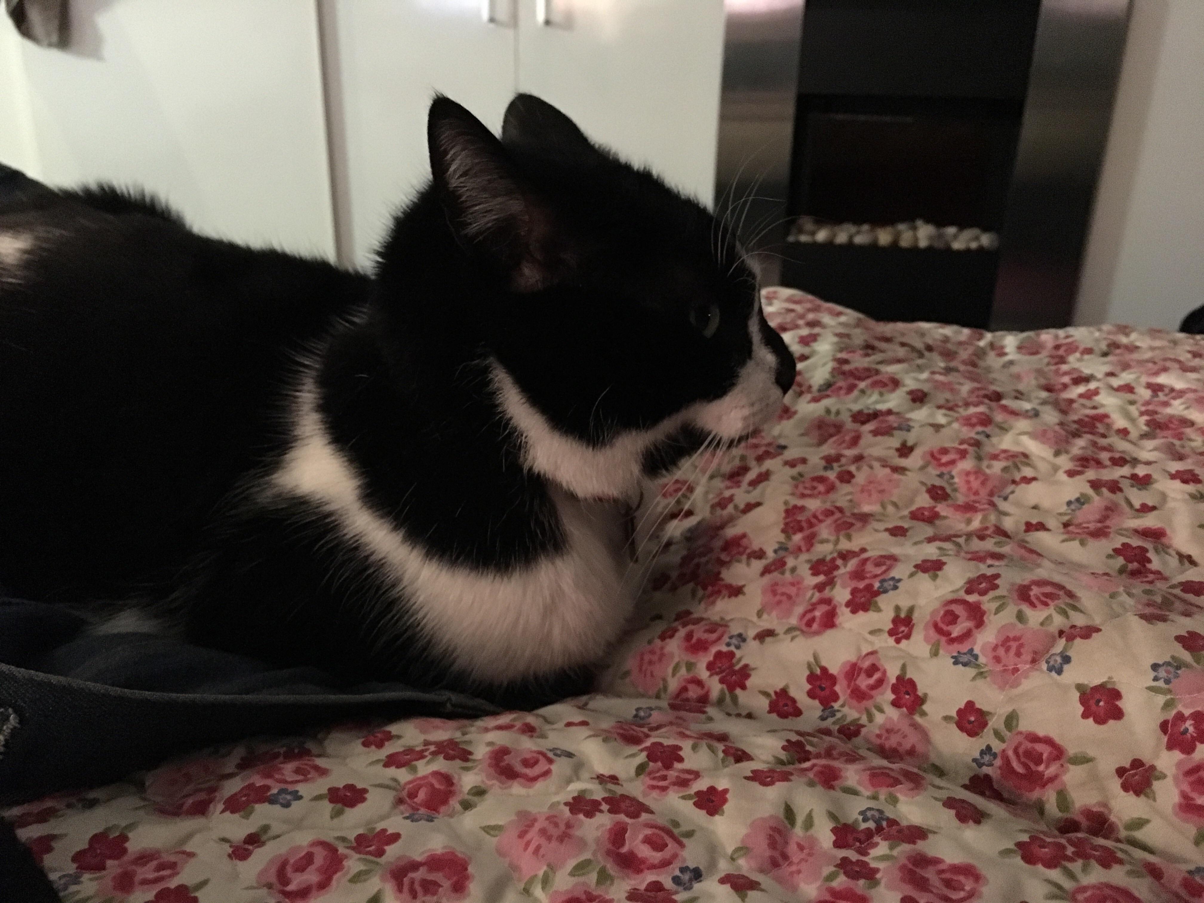 PsBattle this cat with flattened ears