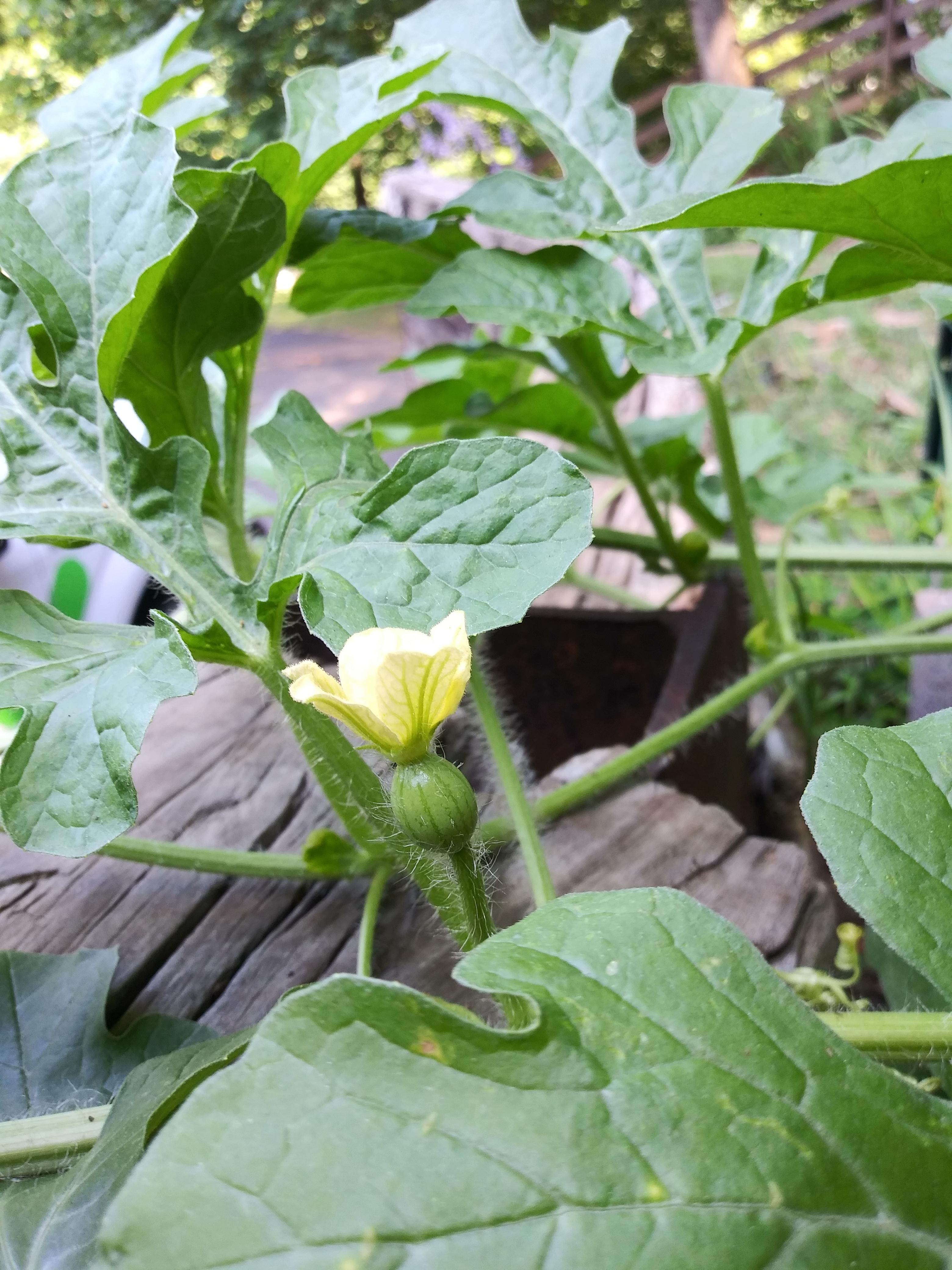 My first female watermelon flower! 😍🍉 r/gardening