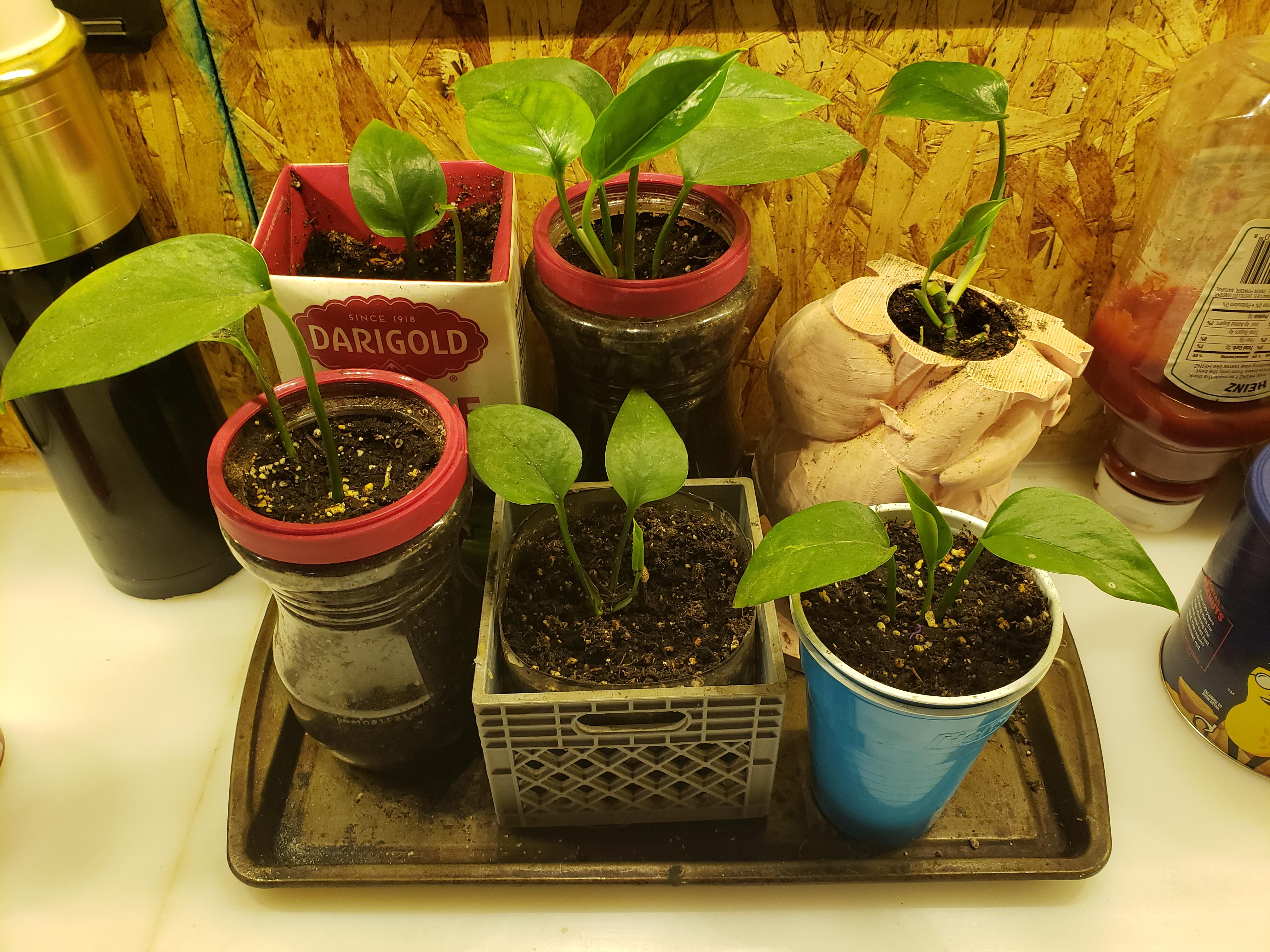 I was given 2 leaves and a node a year ago and I don't know what it is