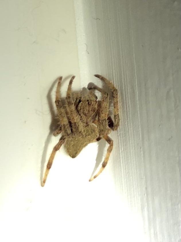 What Causes Spiders In My Room at Peter Henderson blog