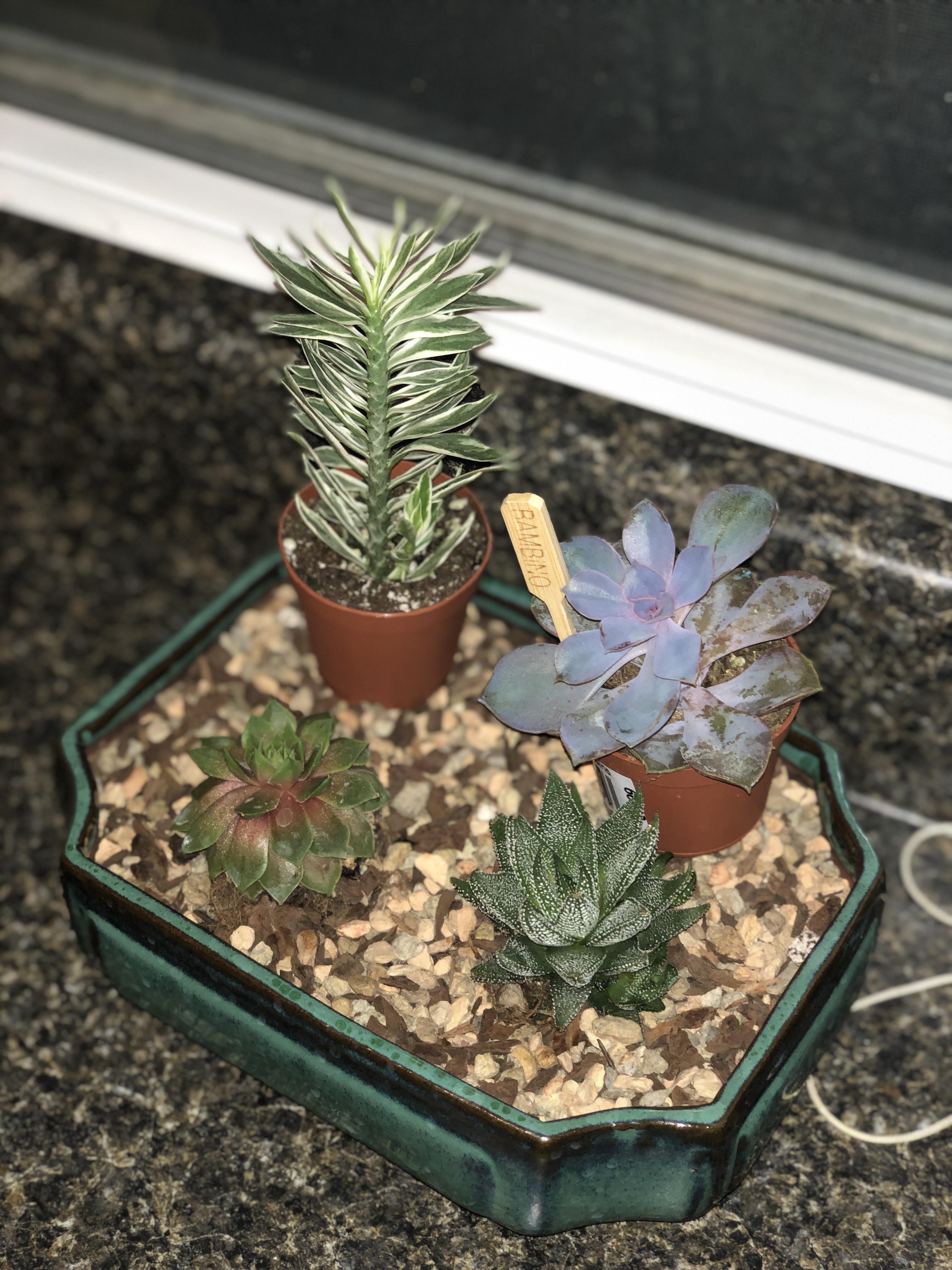 Wanting to pot these 2 with my 2 that are already potted. What’s the