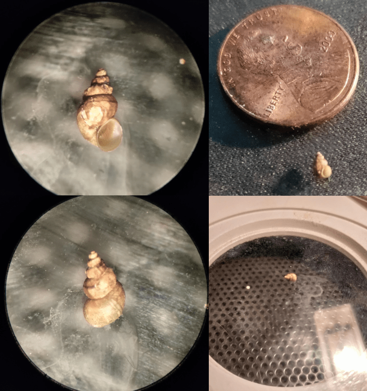 Small Aquarium Hitchhiker Snail. New Zealand Mud Snail? (Orlando, FL