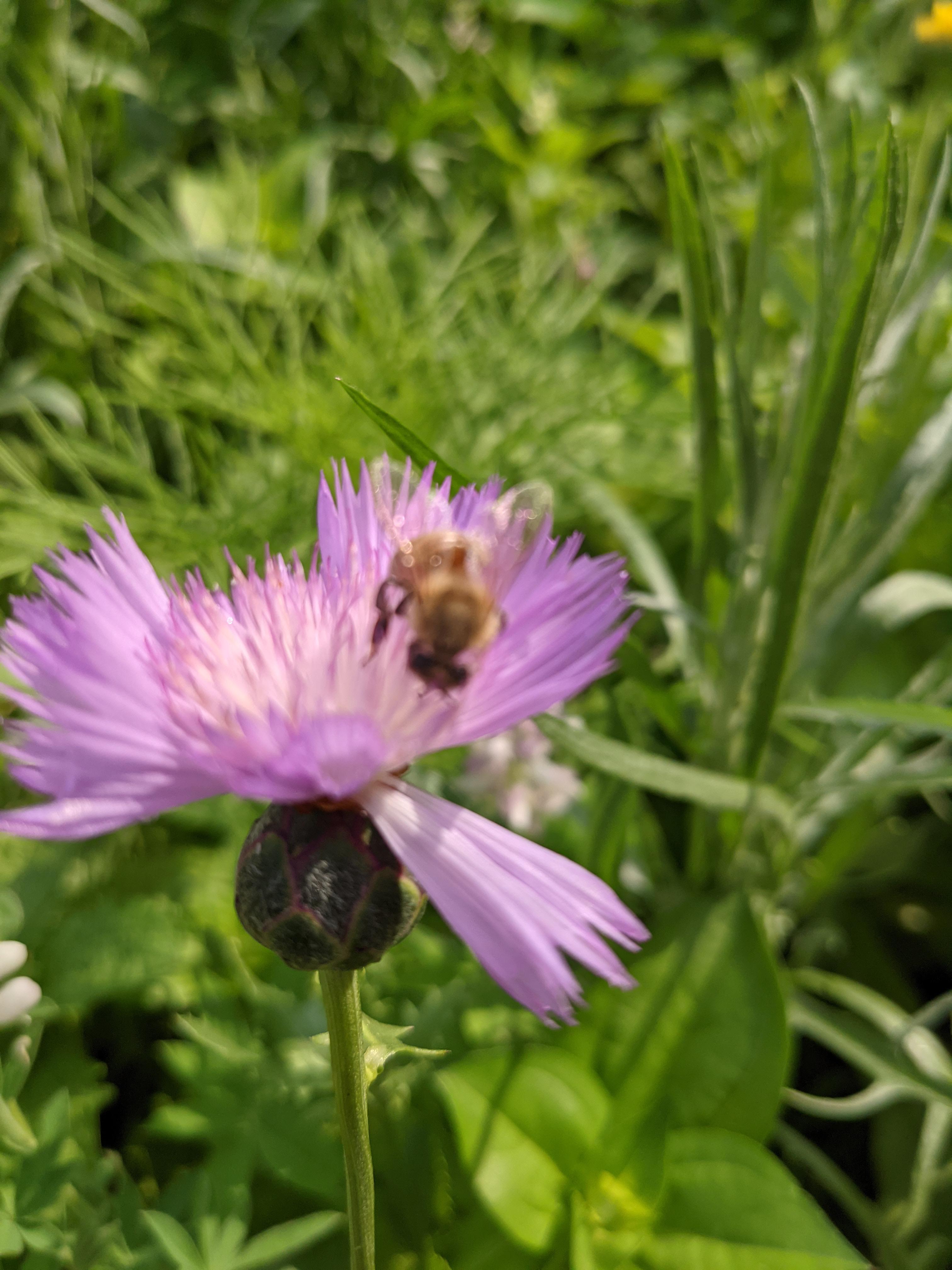 Zone 5b. Was in a wildflower seed blend. r/whatsthisplant