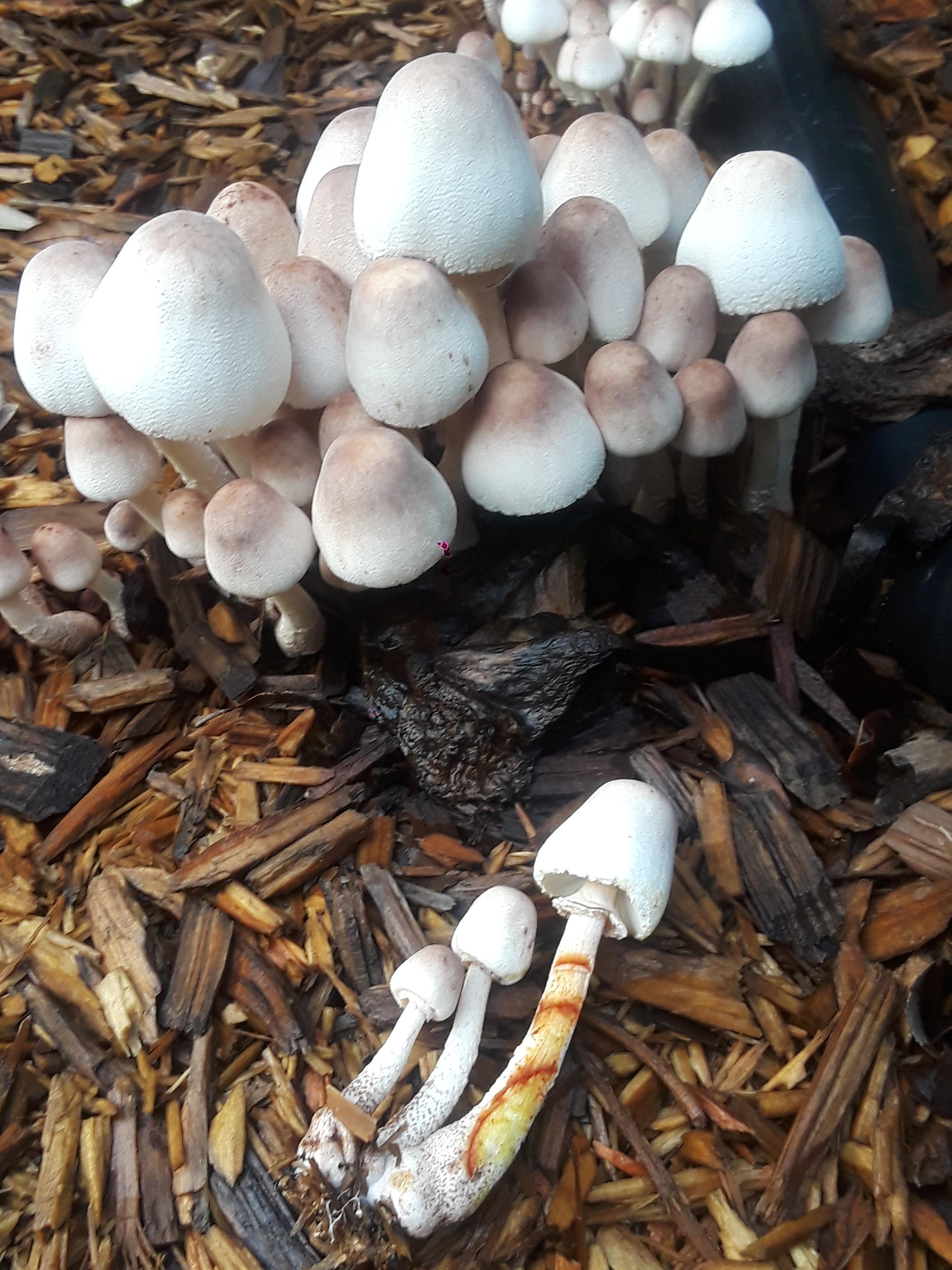 I live in Houston and it has been raining heavily the last few weeks