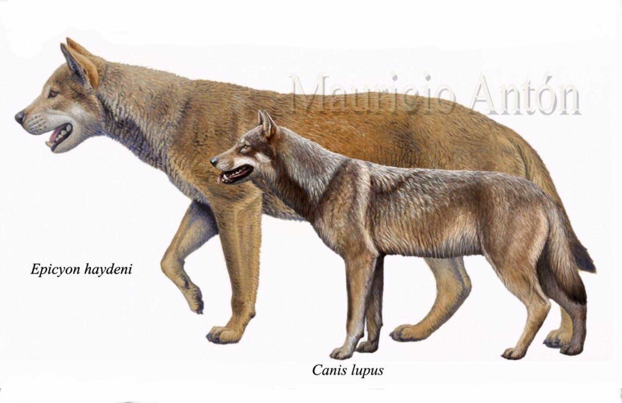 Epicyon haydeni compared to a grey wolf r/WolvesAreBigYo