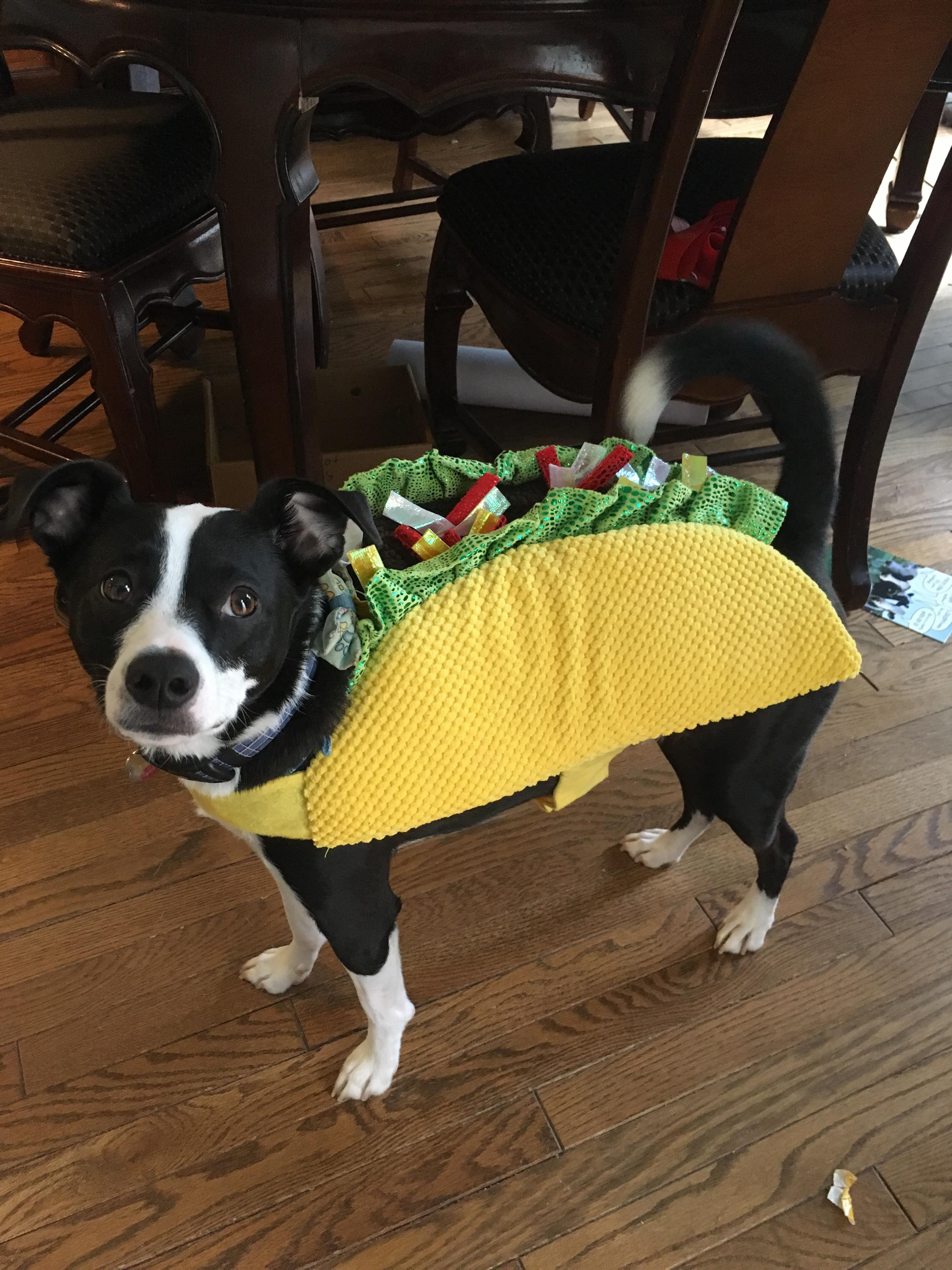Taco dog is here to help. r/Eyebleach