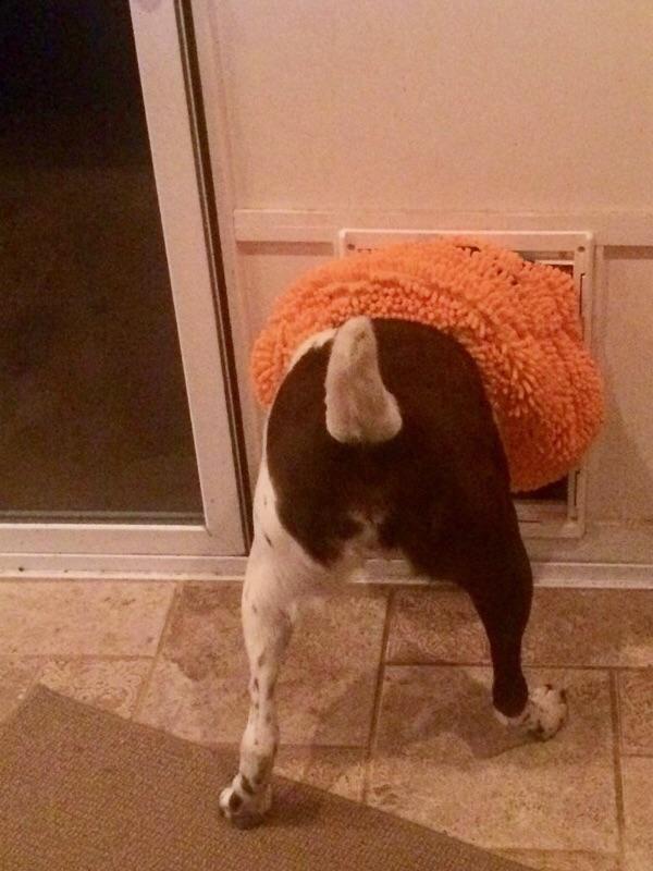 My dog couldn’t fit through the doggie door with his pumpkin costume on