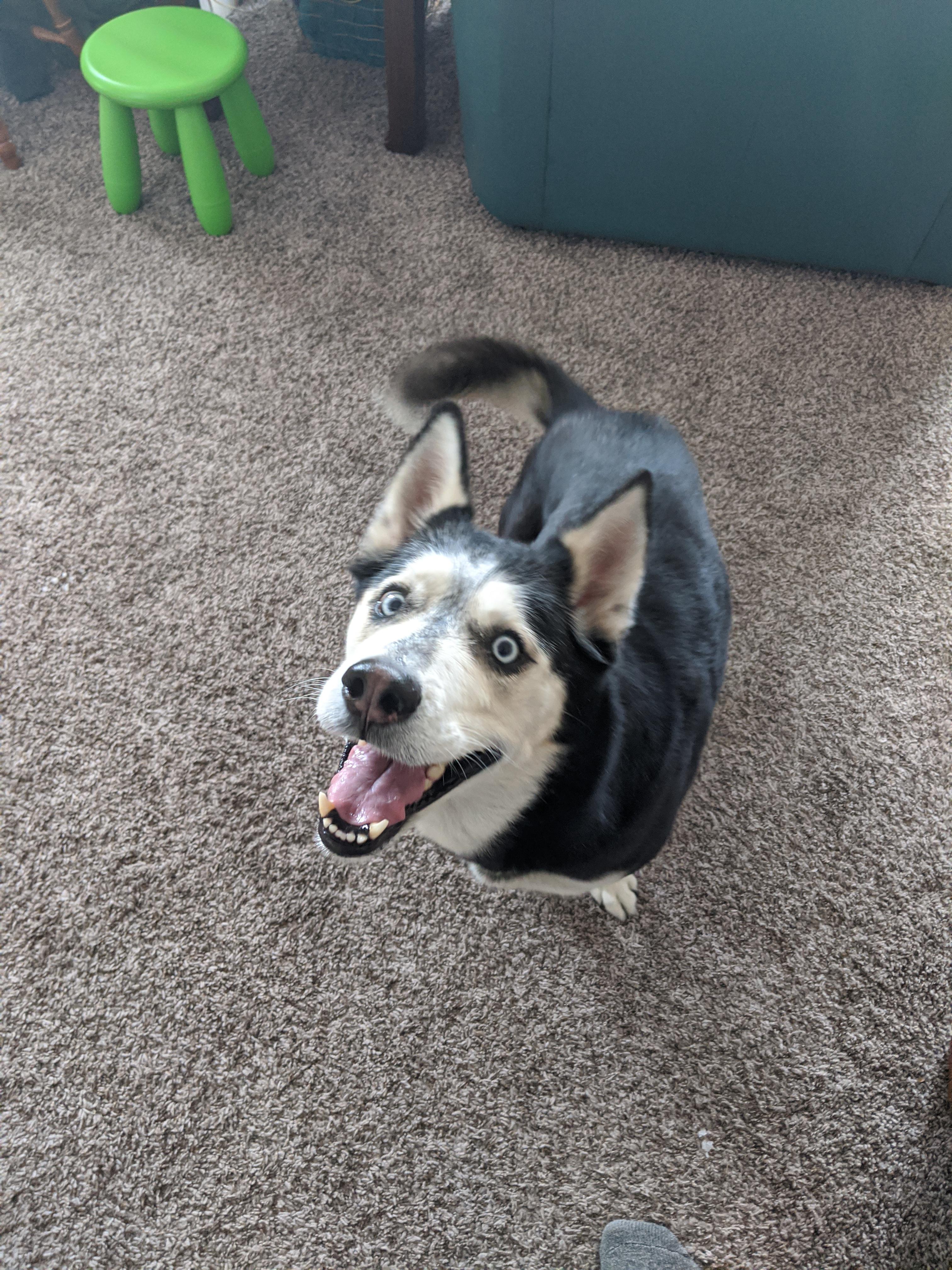 Found dog. Lakewood, CO r/Denver