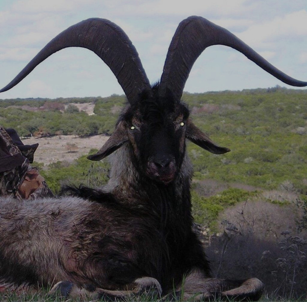 This Goat has some demonic features r/natureismetal